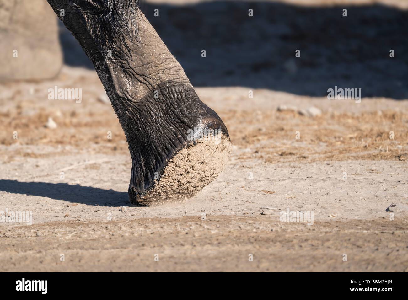 Nahaufnahme des hinteren Beins eines afrikanischen Elefanten (Loxodonta africana), die Fußsohle mit sichtbaren Linien, Falten und strukturierter Haut zeigt. Stockfoto