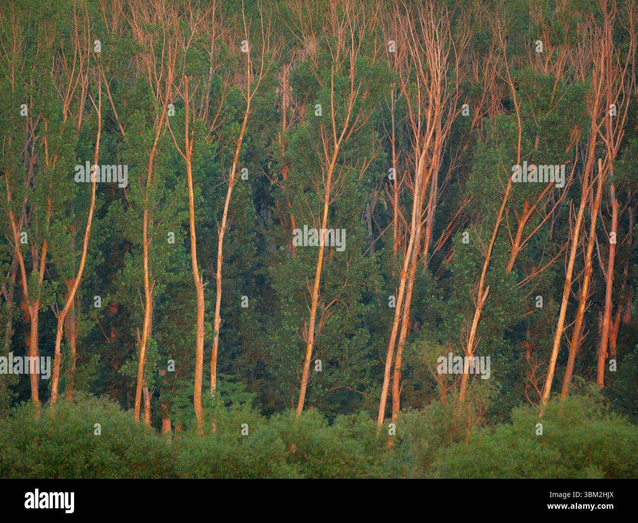 Birkenbaumhain mit weißen Rindenstämmen in sanftem Abendlicht, die ein natürliches Waldmuster erzeugen Stockfoto