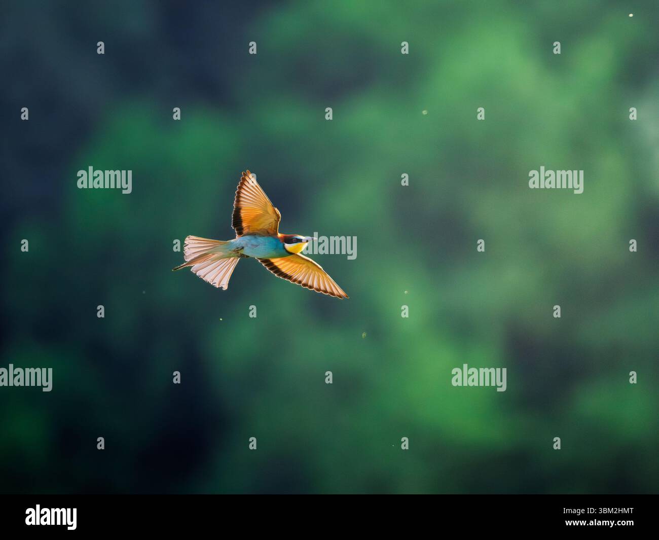 Vogel im Flug mit ausgebreiteten Flügeln gegen weichen grünen Waldhintergrund im natürlichen Lebensraum Stockfoto