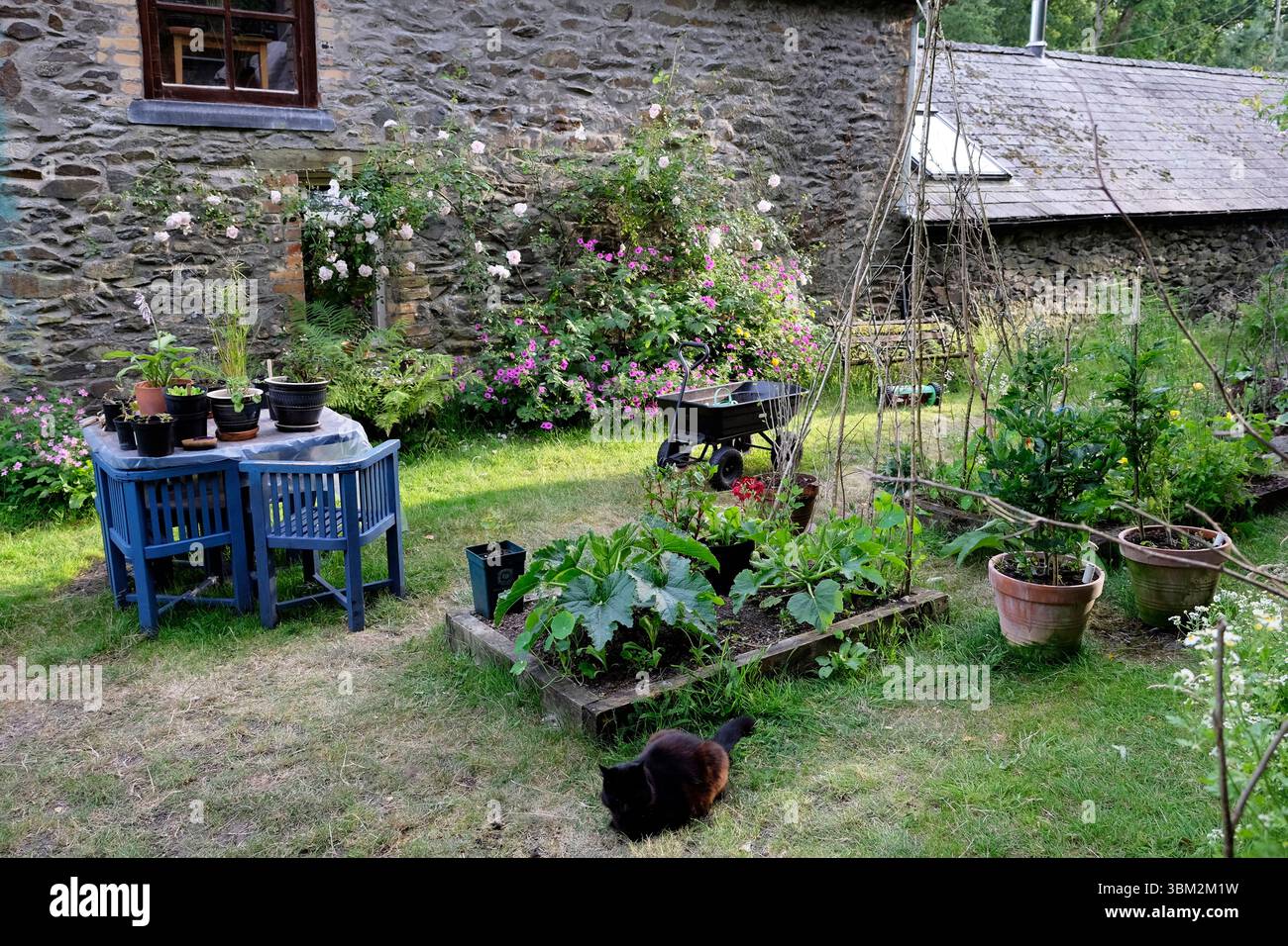 Kleiner Garten im Garten wächst Pflanzen in Töpfen im Sommer Carmarthenshire Wales Großbritannien Großbritannien KATHY DEWITT Stockfoto