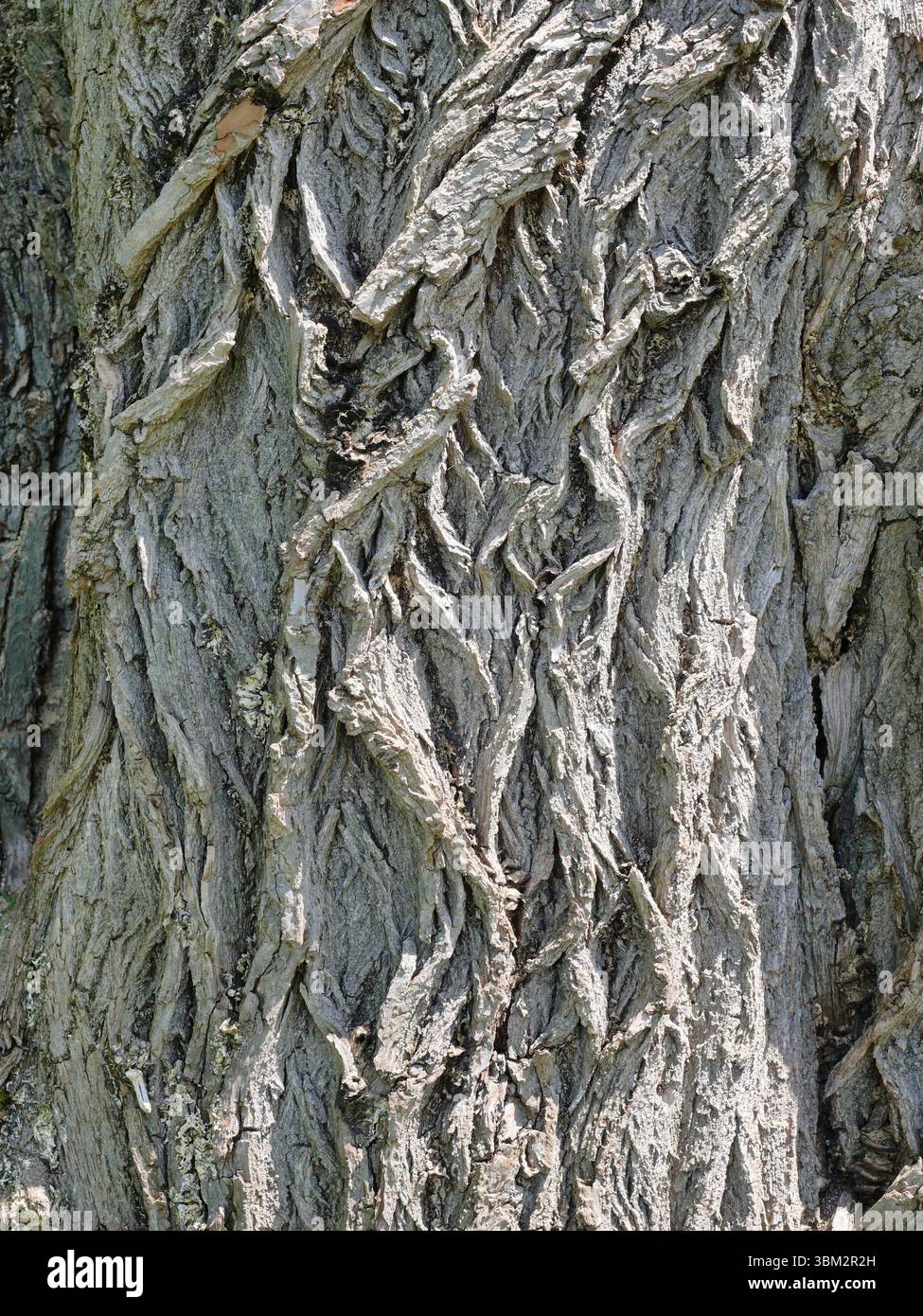 Stark strukturierte Weidenrinde mit Tiefe und Bewegung – ein natürliches Muster voller Charakter, ideal für den Hintergrund oder kreative Designs. Kopierraum Stockfoto