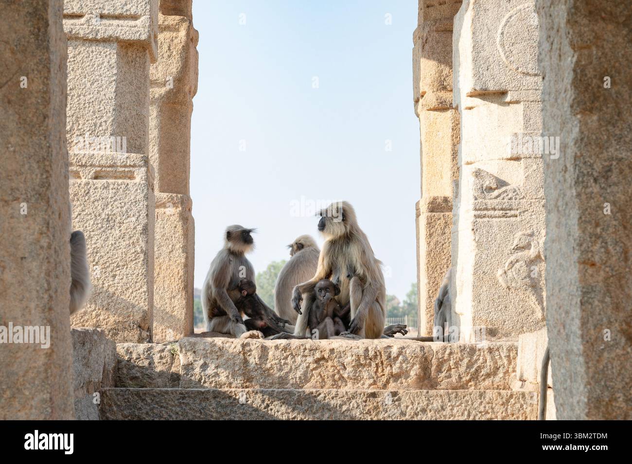 Die graue Affen-Familie der nördlichen Ebenen, der Semnopithecus entellus-Affe in einem Tempel, die Tierwelt von Hampi Indien, der Dschungel und das Regenwaldtier in der Stadt Stockfoto