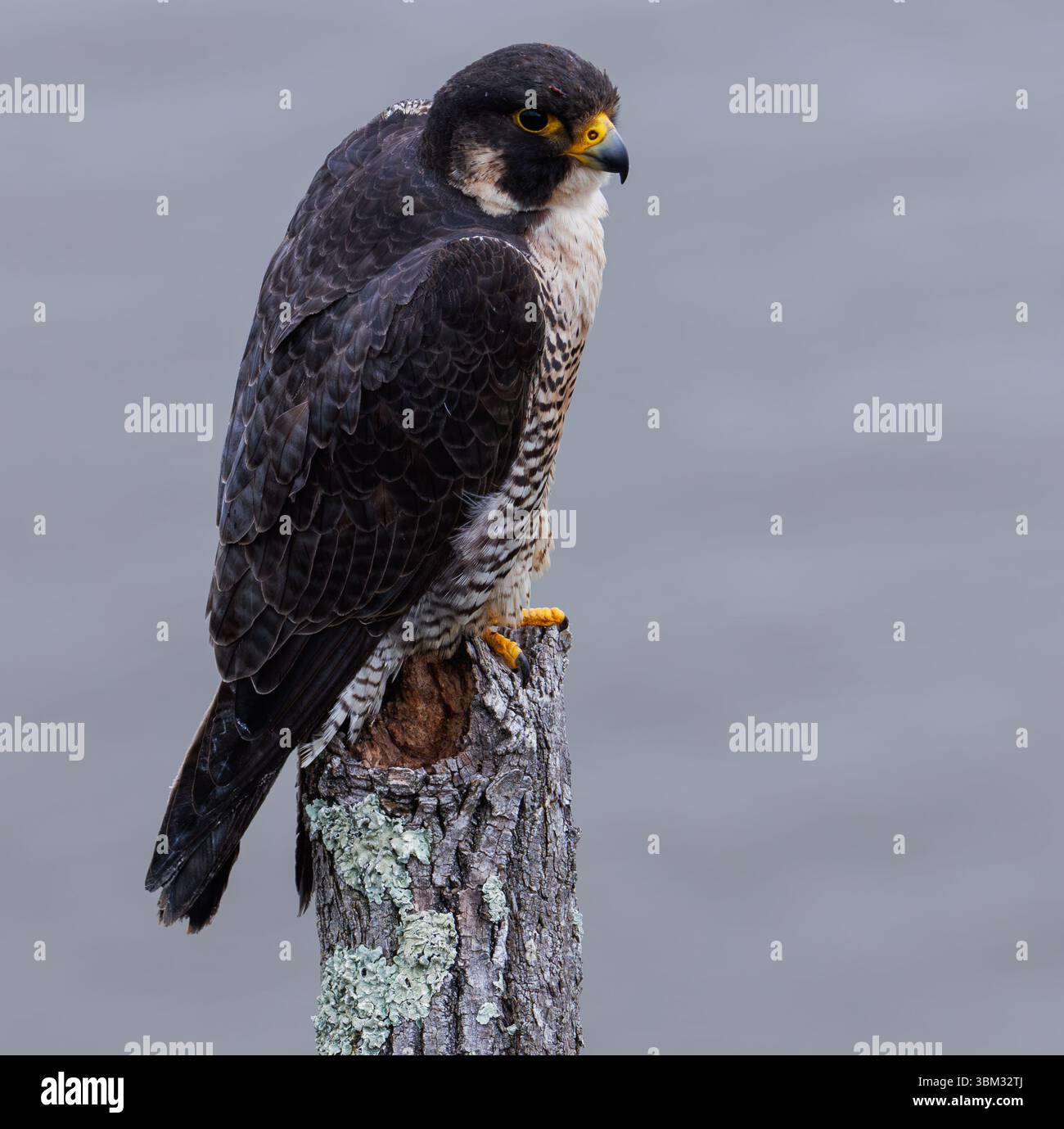 Der Wanderfalke thront auf einem verwitterten Zweig, scharfäugig und aufmerksam, mit verschwommenem grünem Laub im Vordergrund und einem weichen grauen Hintergrund. Stockfoto
