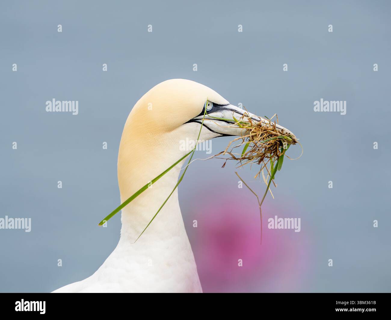 Nordkannen sammeln Nistmaterial Stockfoto
