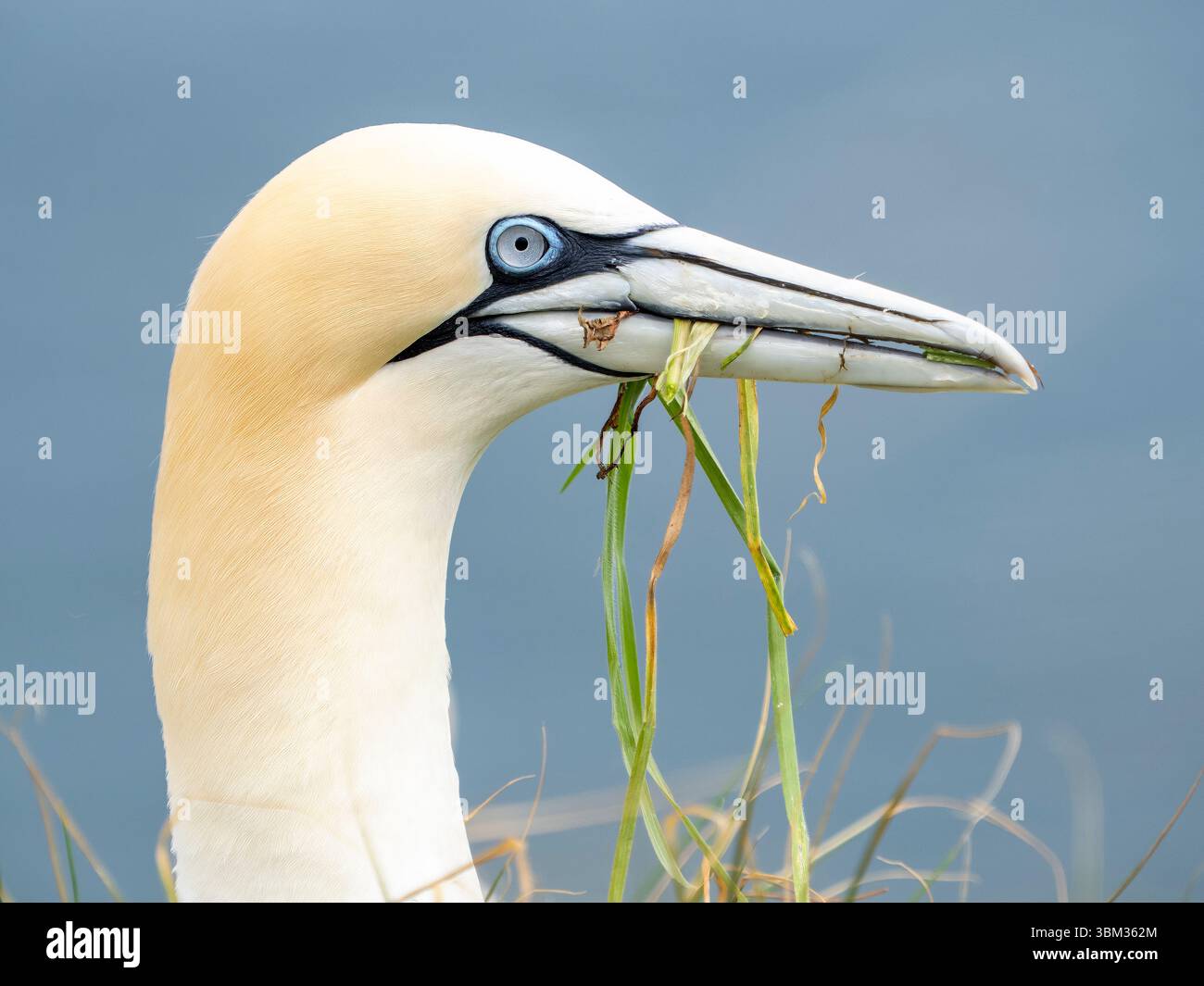 Nordkannen sammeln Nistmaterial Stockfoto