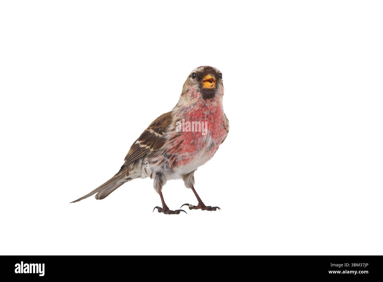 Häufige Redpoll isoliert auf weißem Hintergrund Stockfoto
