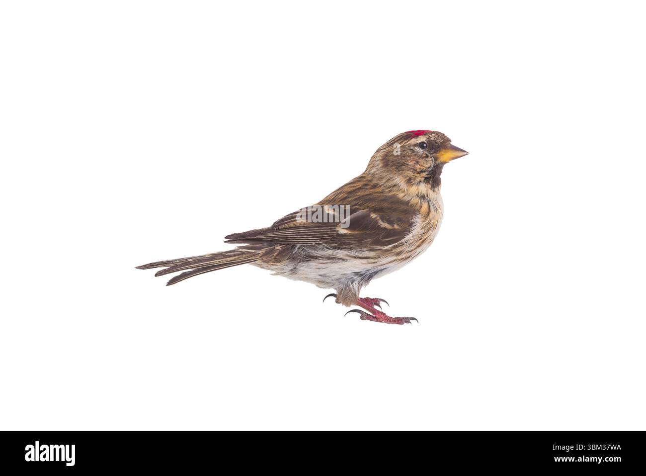 Weibliche gemeinsame Redpoll isoliert auf weißem Hintergrund Stockfoto