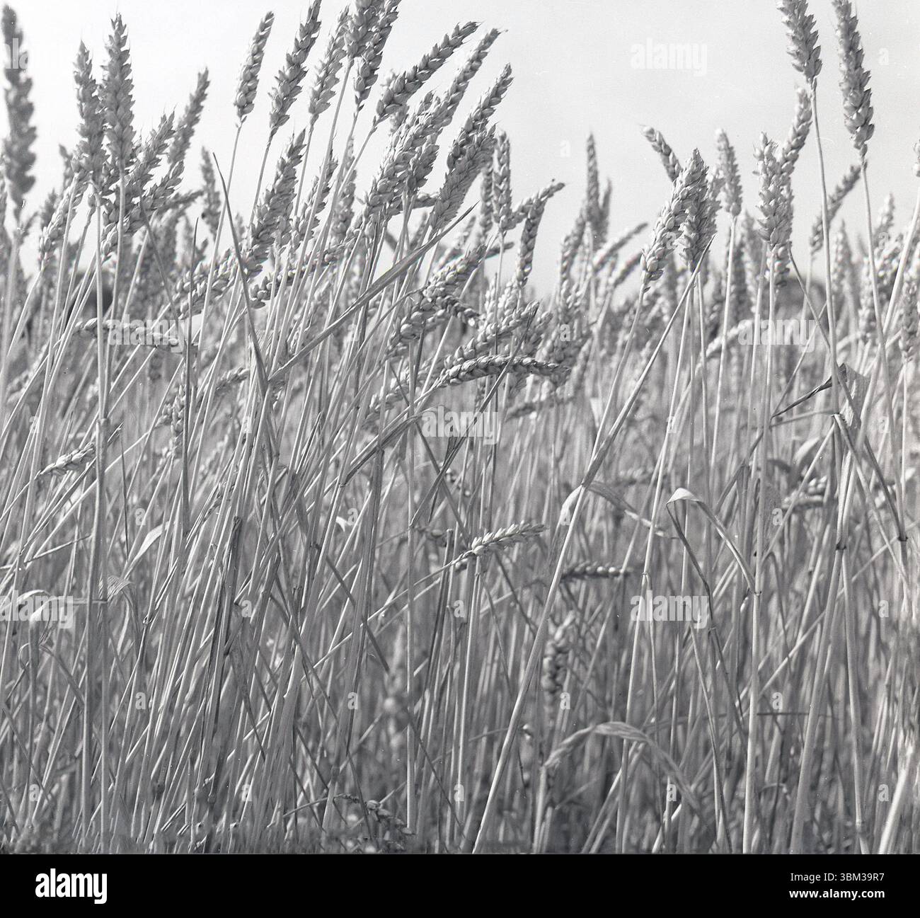 1950er Jahre, Geschichte, Sommer und Weizenbündel auf einem Feld. Stockfoto