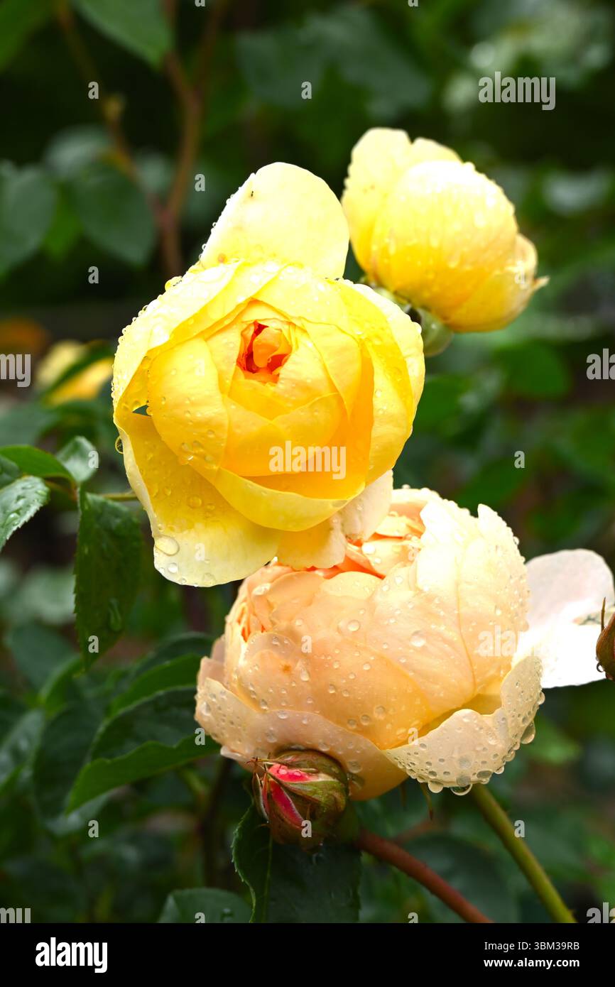 Satte gelbe Sommerblumen von Rose, rosa Bring Me Sunshine UK Garden June Stockfoto