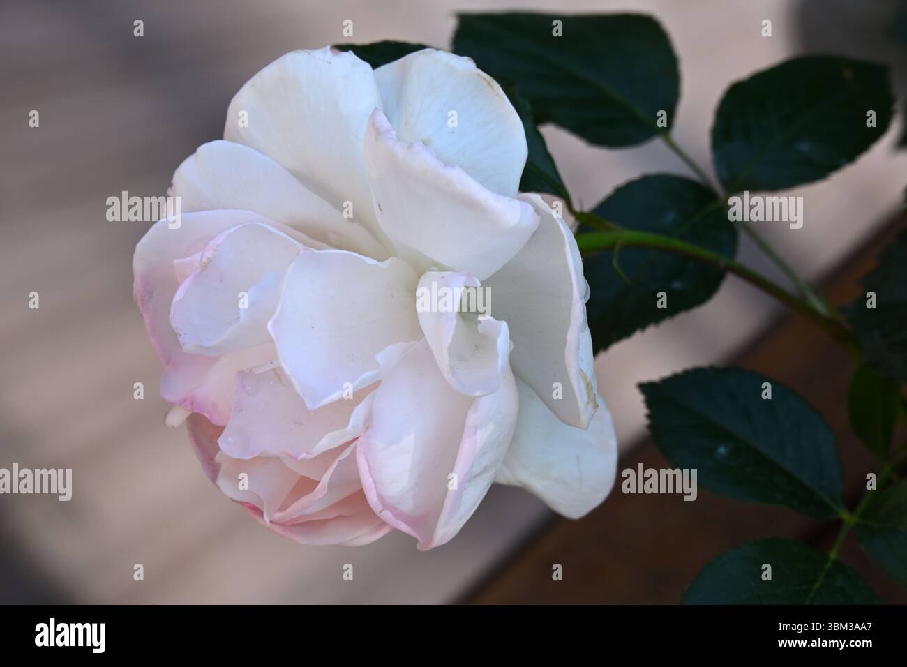 Sehr blassrosa Sommerblumen von Rose, Rosa Ein weißerer Schatten von blassem UK Garten Juni Stockfoto
