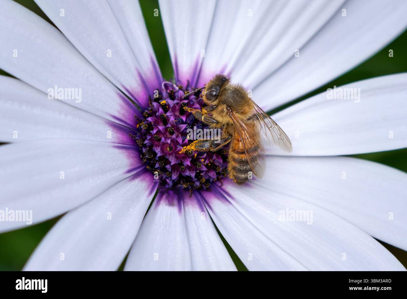 Nachlaufende afrikanische Daisy (Dimorphotheca fruticosa, Ostoespermum fruticosum) Infloreszenzmakro mit Biene Stockfoto