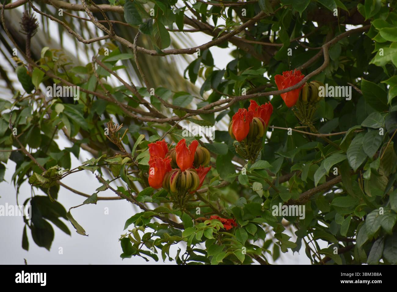 Rote Blüten auf einem afrikanischen Tulpenbaum, wissenschaftlich bekannt als Spathodea campanulata, in Charlieville, Trinidad und Tobago. Stockfoto