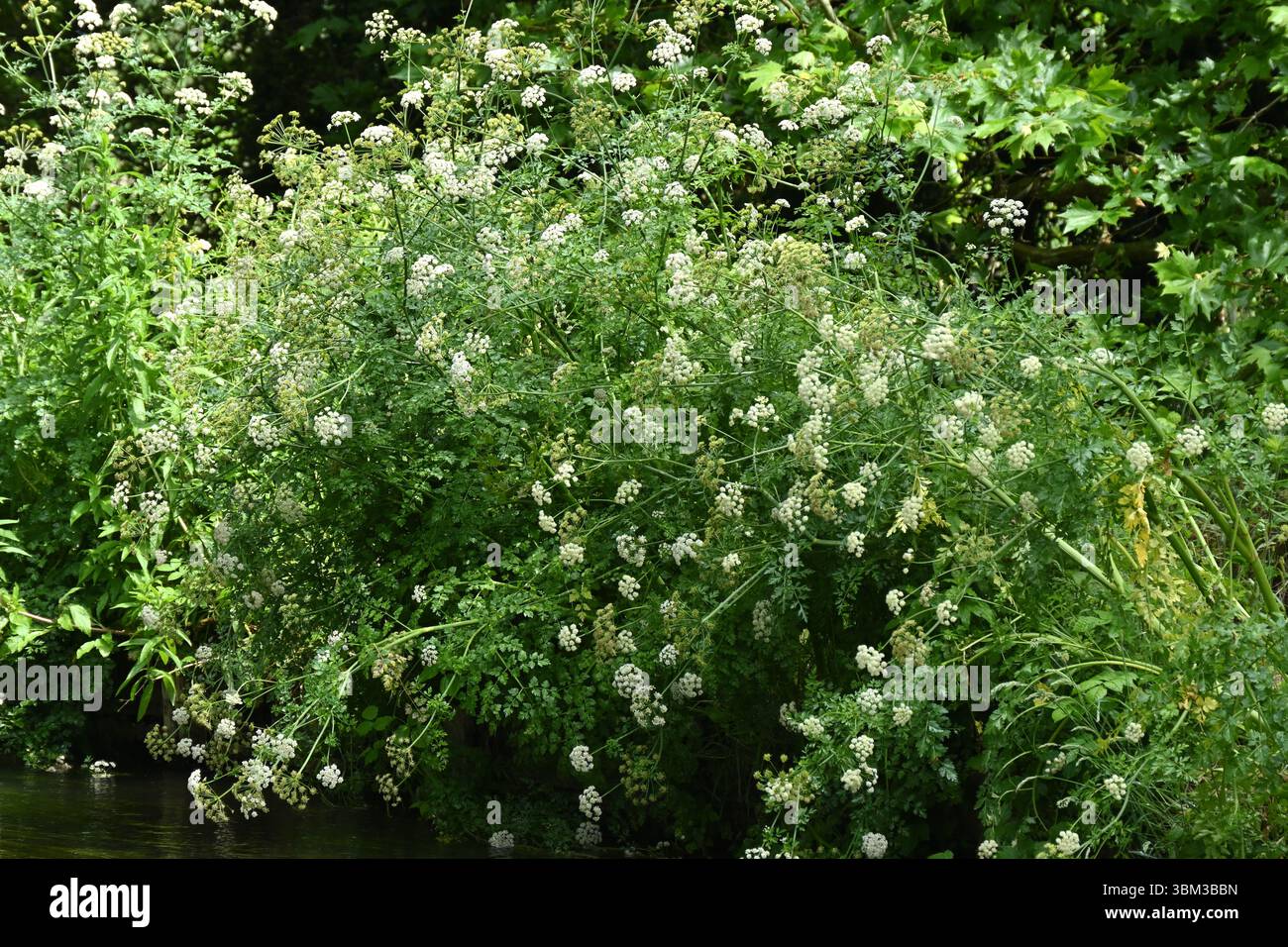 Weiße Sommerblumen und grünes Laub von Schierlauch-Wassertropfkraut, Oenanthe crocata, UK June Stockfoto