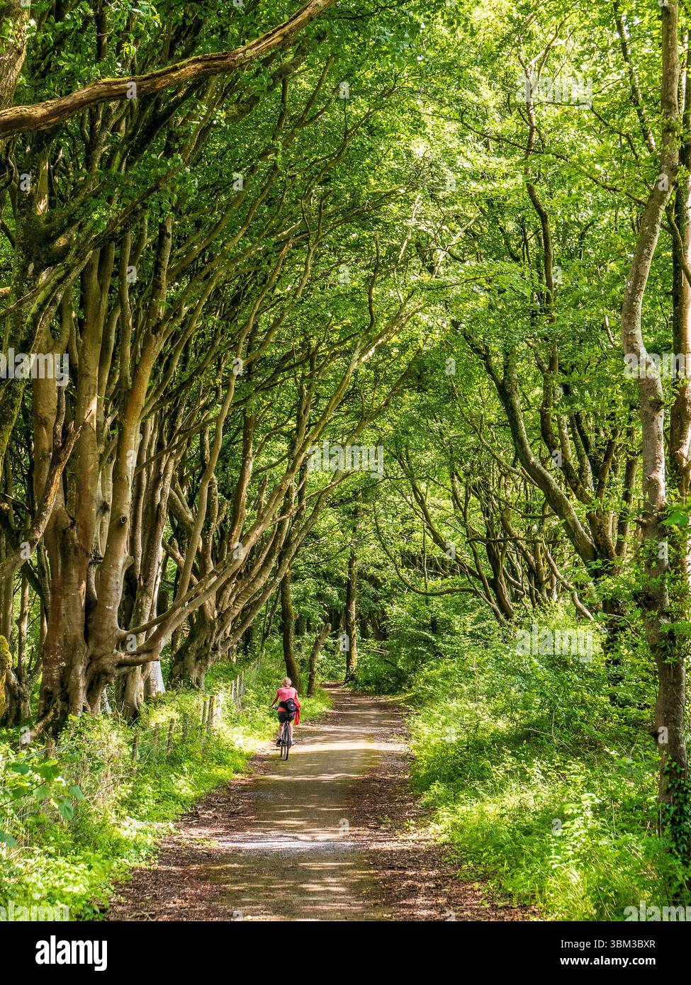 Eine Frau, die auf dem Brunel Trail, einer verkehrsfreien Radroute in Pembrokeshire, Wales, Fahrrad fährt Stockfoto