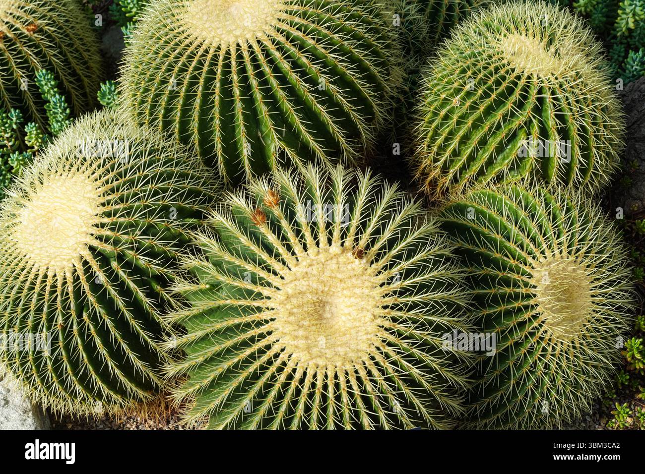 Goldener kaktus -Fotos und -Bildmaterial in hoher Auflsung  Alamy