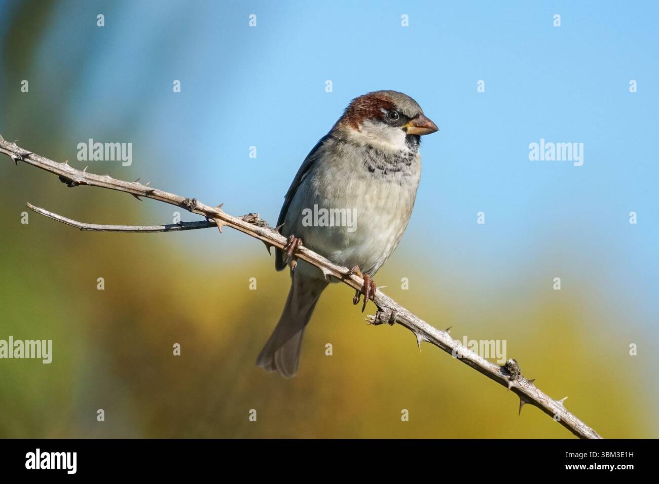 Hausspatzen, Passer domesticus, der auf einem Ast sitzt Stockfoto