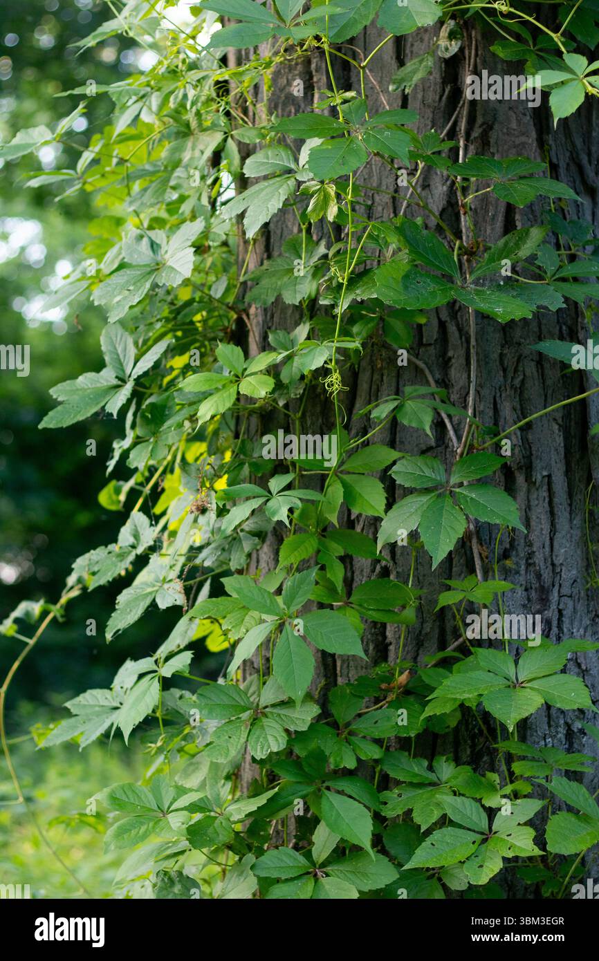 Grüne Reben auf Tree in Forest Stockfoto