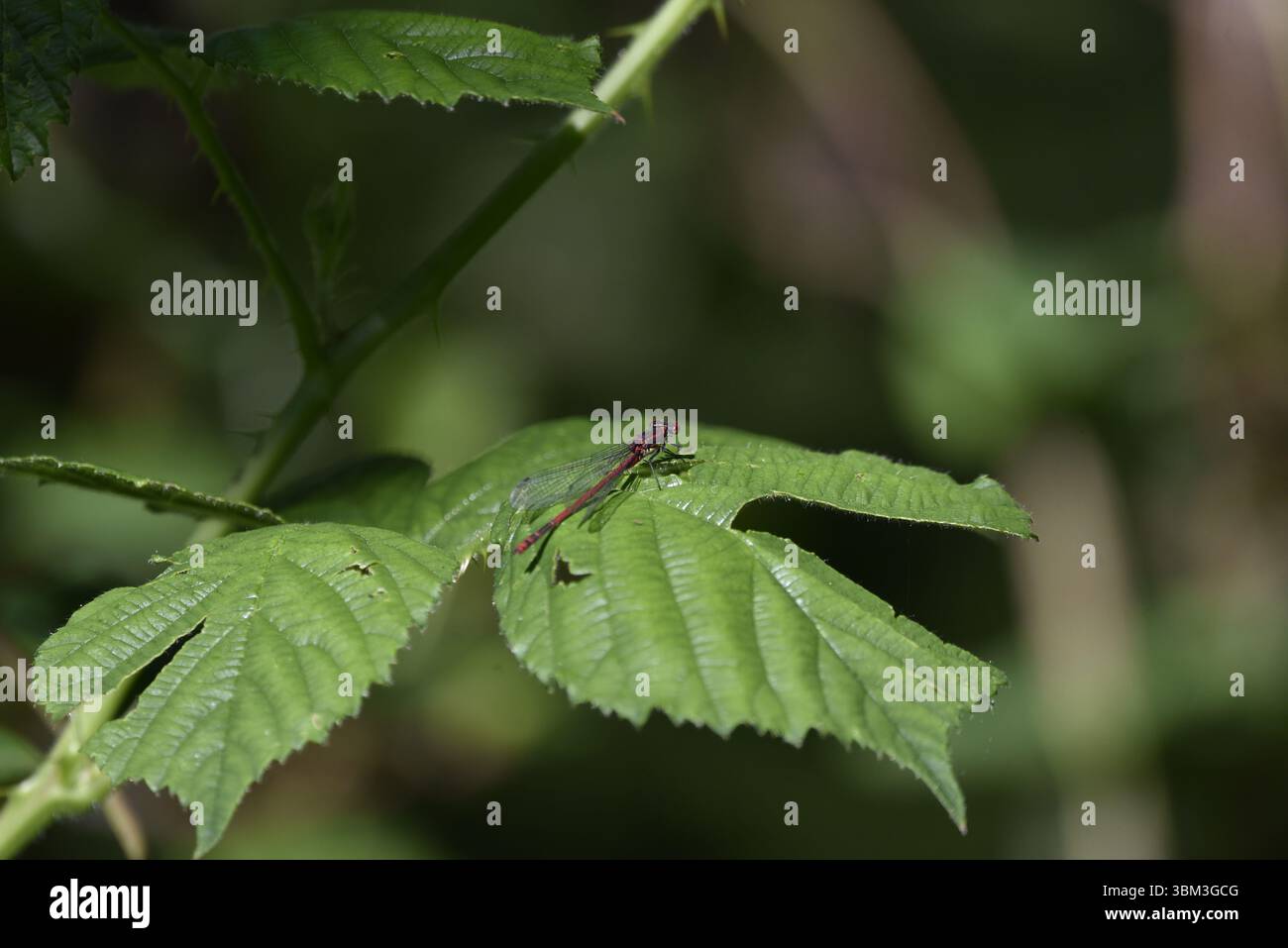 Männliche große rote Damselfliege (Pyrrhosoma nymphula), die von links im Bild nach oben zeigt, von grünem Laub kommt, Wings Back with Spots visible, UK Stockfoto