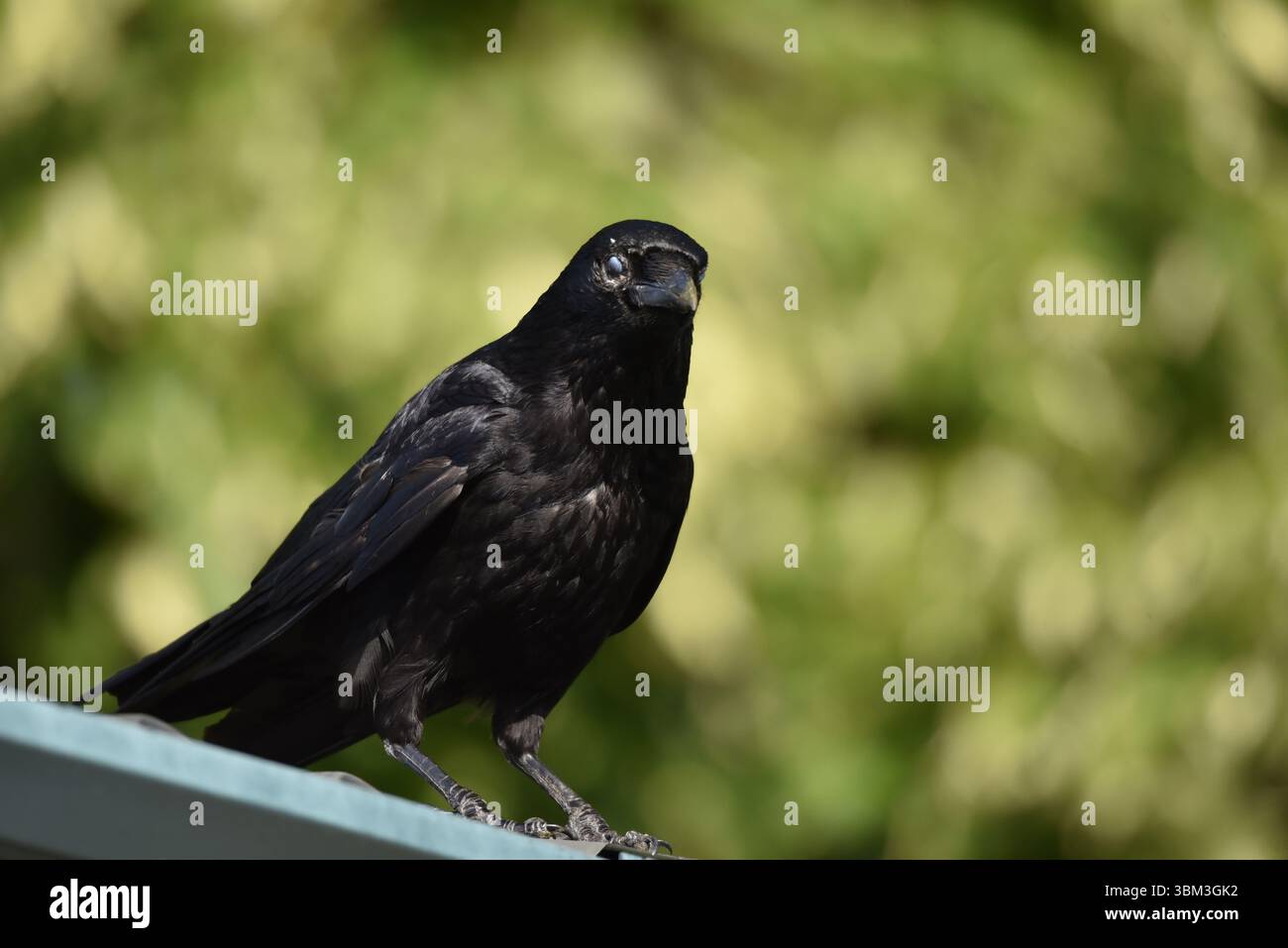 Close-up-Bild einer Carrion-Krähe (Corvus Corone) mit dem Kopf zur Kamera gedreht, vor einem grünen Bokeh-Hintergrund, aufgenommen in der Mitte von Wales, Großbritannien Stockfoto