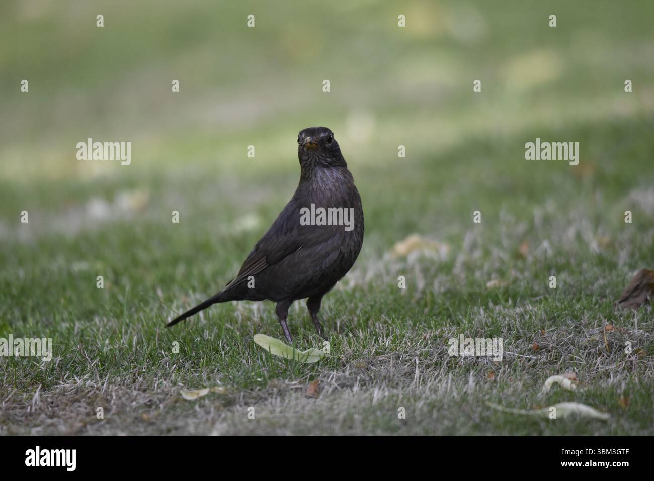 Porträt eines weiblichen gemeinen Amsels (Turdus merula) auf kurzem Gras mit Insekten im Schnabel, aufgenommen in Mitte von Wales, Großbritannien im Sommer Stockfoto