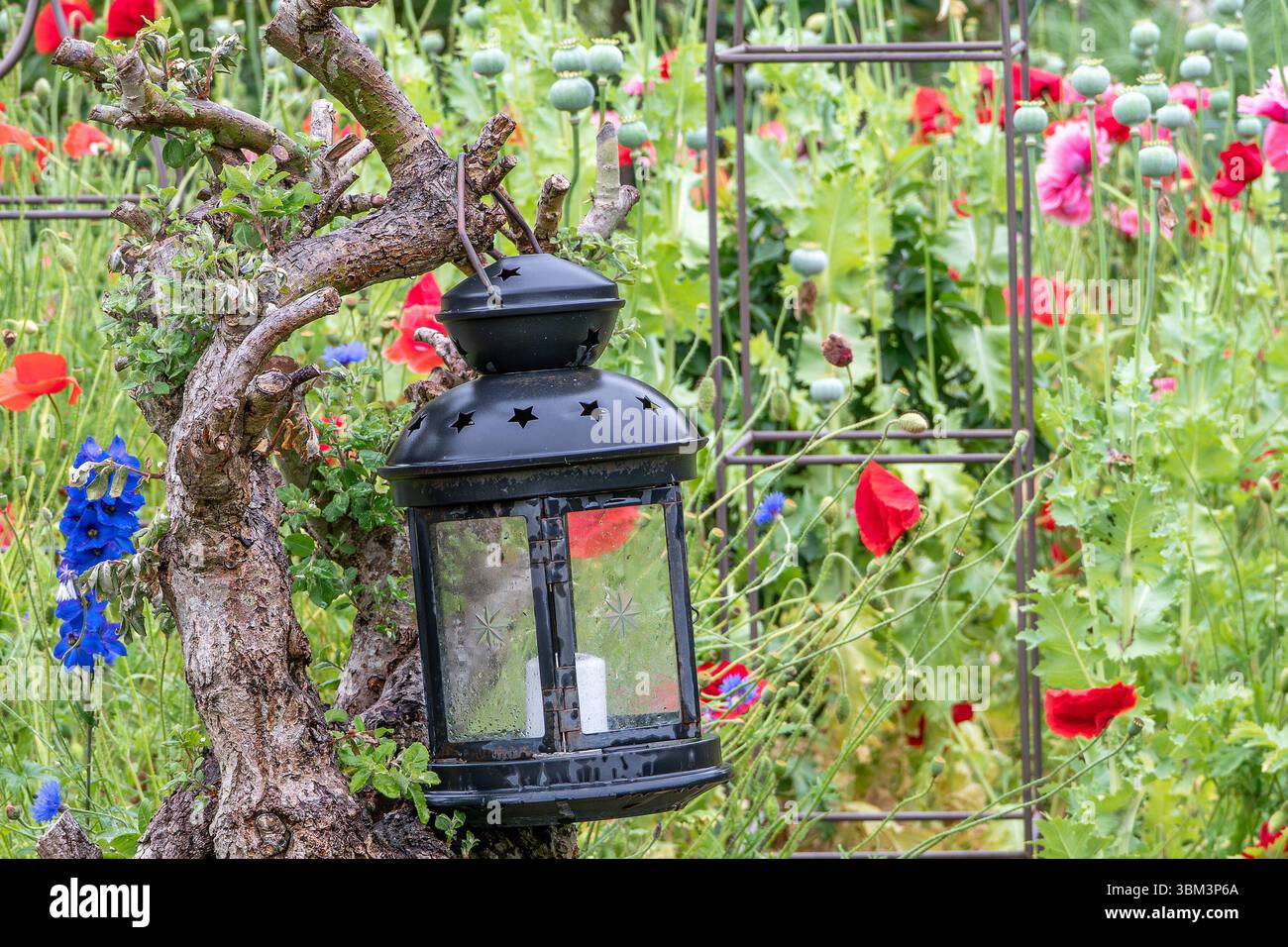 Blühender Garten - 24.06.2025: Zwischen blühendem Mohn, tiefblauem Rittersporn und brummenden Hummeln offenbart sich hier nicht nur die Liebe zur Natur, sondern auch ein feines Gespür für künstlerische Gestaltung. Ein Garten voller Farbe, Fantasie und Lebensfreude und nicht der einzige seiner Art in der Kleingartenanlage am Flohberg in Altheide. 24.06.2025 Ribnitz-Damgarten am Flohberg Mecklenburg-Vorpommern Deutschland *** blühender Garten 24 06 2025 Zwischen blühenden Mohnblumen, tiefblauen Delfinen und pulsierenden Hummeln offenbart sich hier nicht nur die Liebe zur Natur, sondern auch ein feines Kunstgefühl Stockfoto