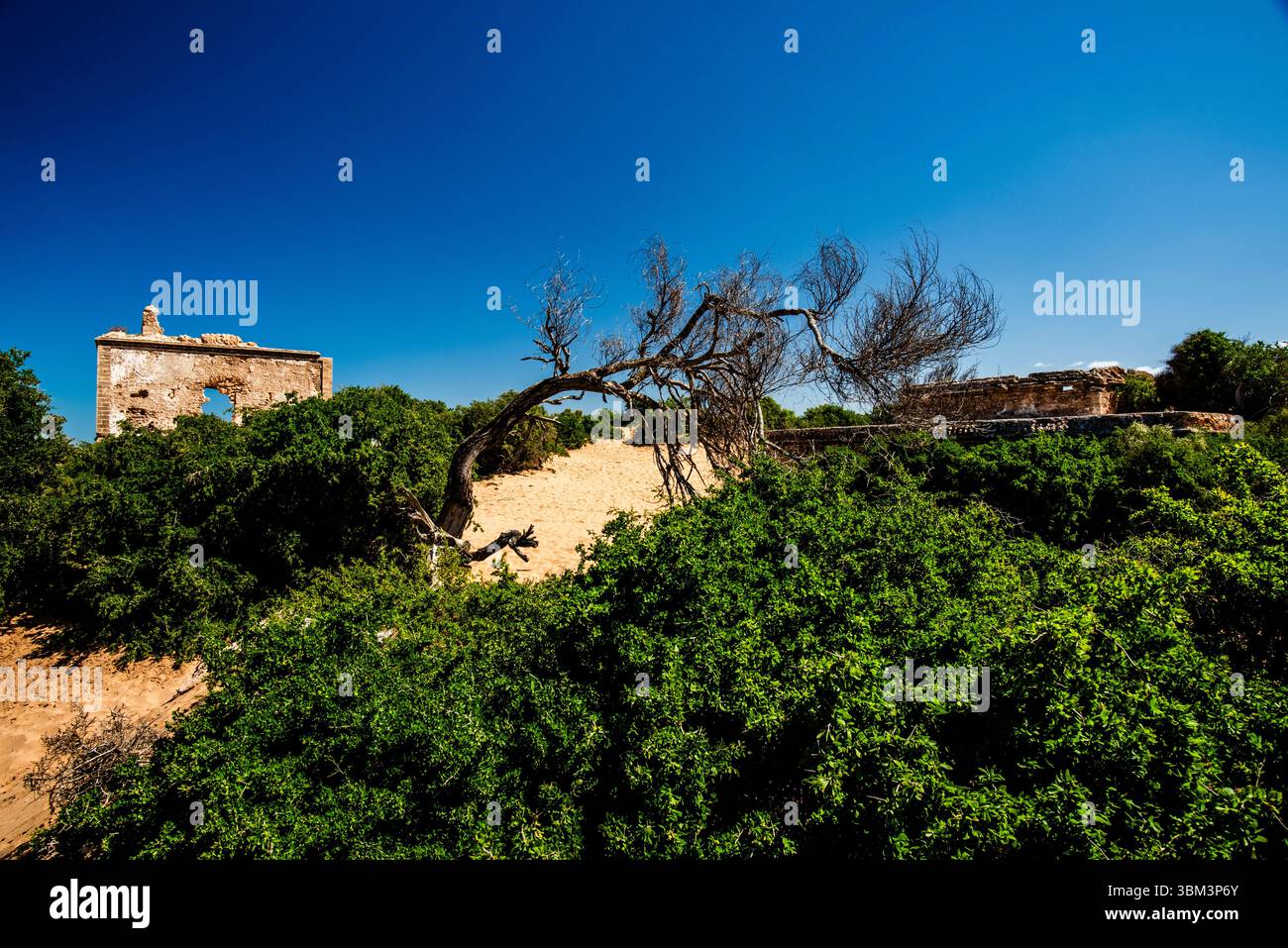 Ruinen einer alten Wohnung zwischen den einsamen Dünen der Strände mit blauem Himmel und grünen Bäumen in Essaouira in Marokko Stockfoto