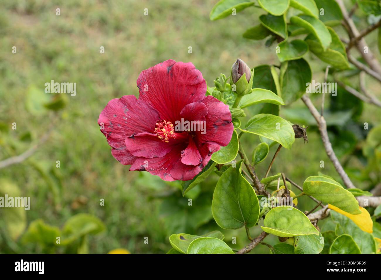 Zierpflanze in Rot mit verschwommenem Hintergrund Stockfoto