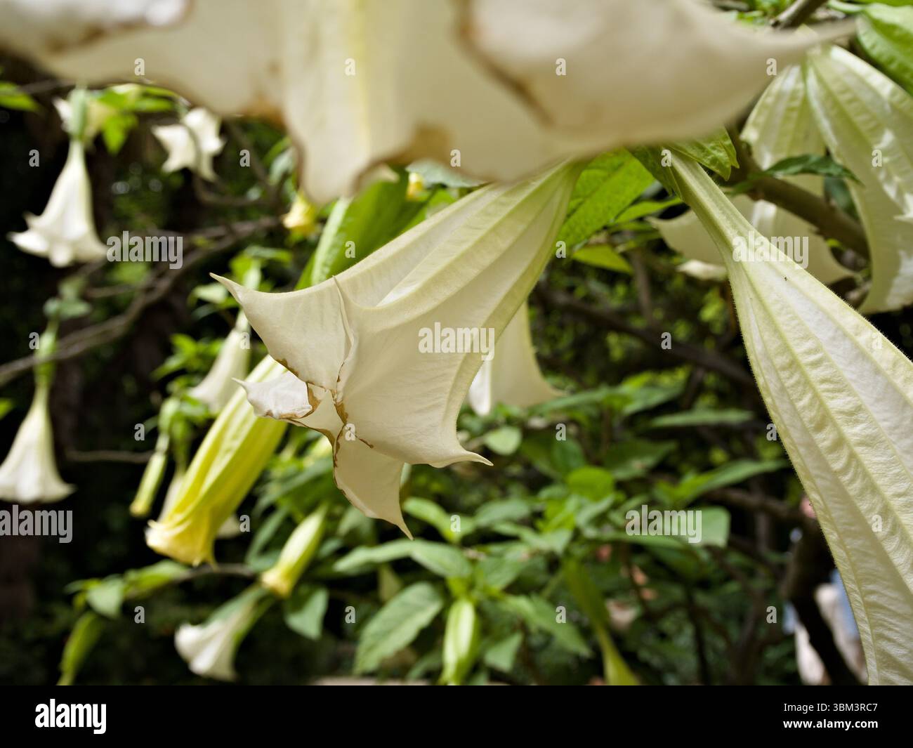 Weiße Engeltrompete, die an einem grünen Baum hängt, wird in eleganter Nahaufnahme betrachtet. Stockfoto