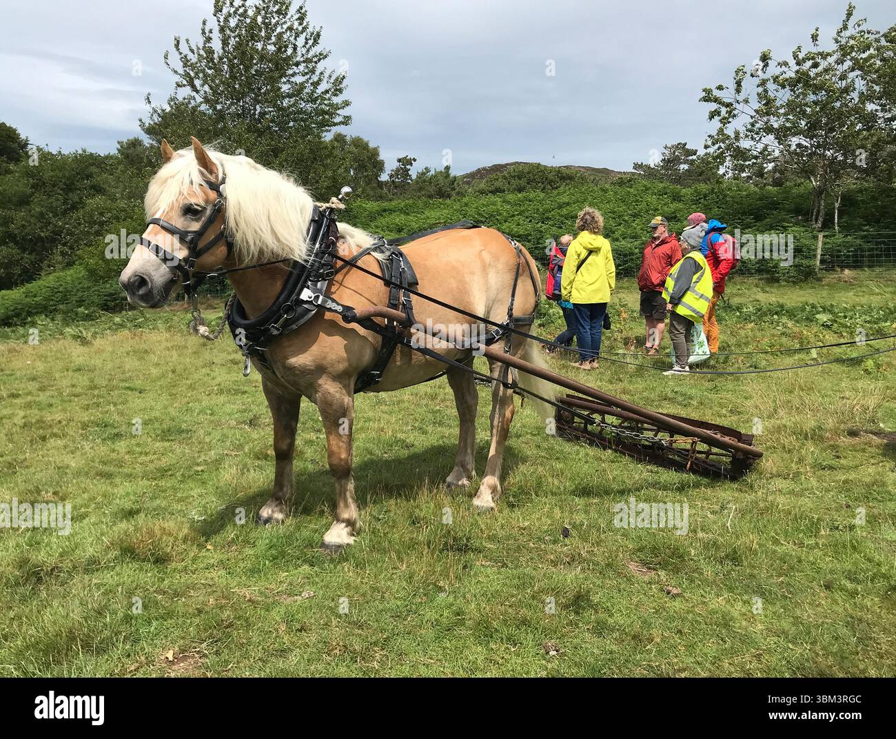 Haflinger Pferd Ziehen einer Vorrichtung, die dazu bestimmt ist, das Bracken zu quetschen die Methode zur Behandlung des Brackens wird auf vielfältige Weise durchgeführt, durch Trampeln, Quetschen oder Rollen Stockfoto