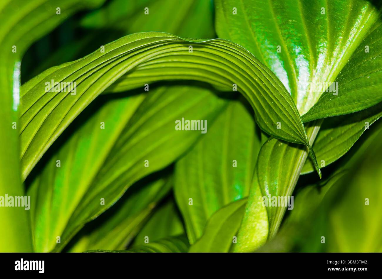 Kurvige geäderte Hosta-Pflanzenblätter mit unscharfem Hintergrund. Stockfoto