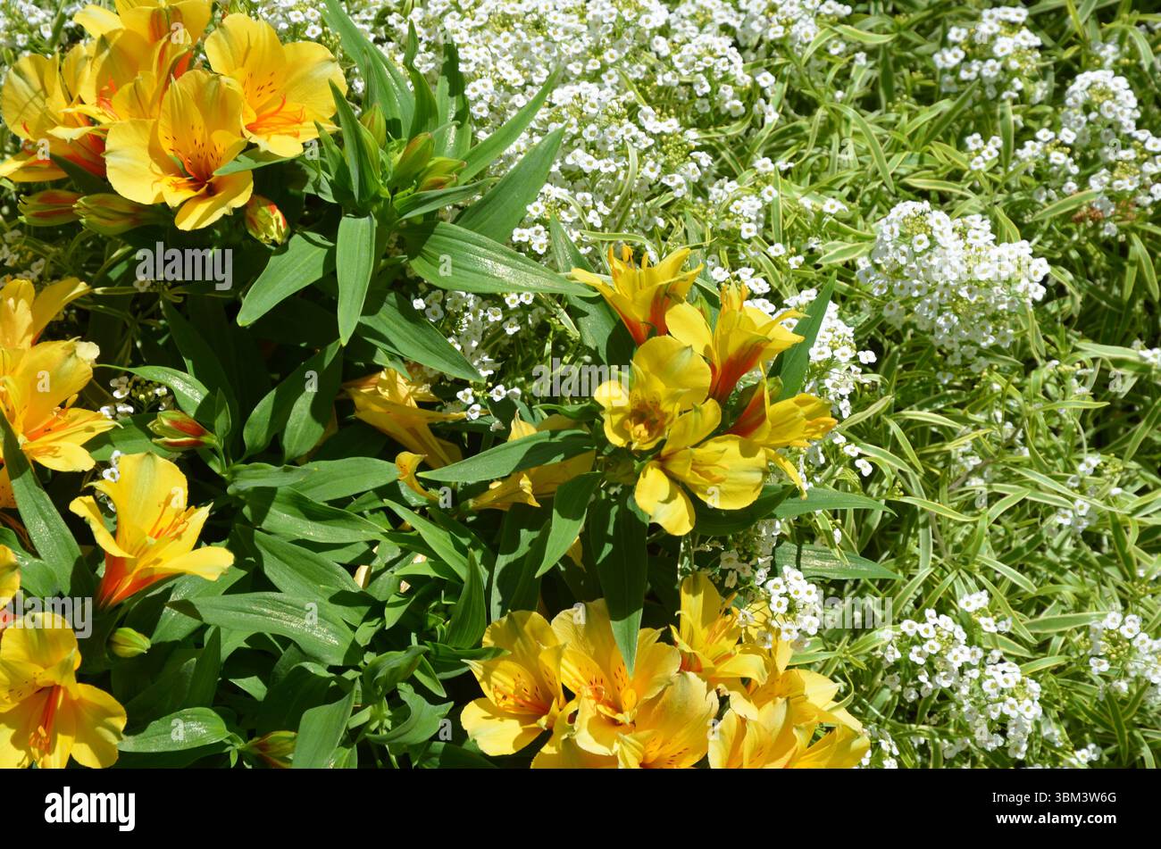 Malerischer Sommerblick auf den Genfer See und die Alpen von Montreux Stockfoto