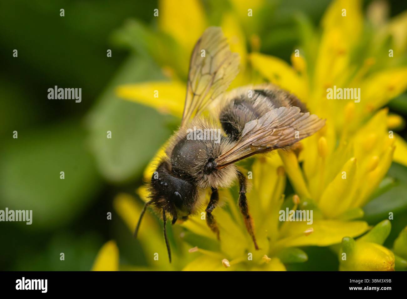 Porträt Einer Maurerbiene Stockfoto