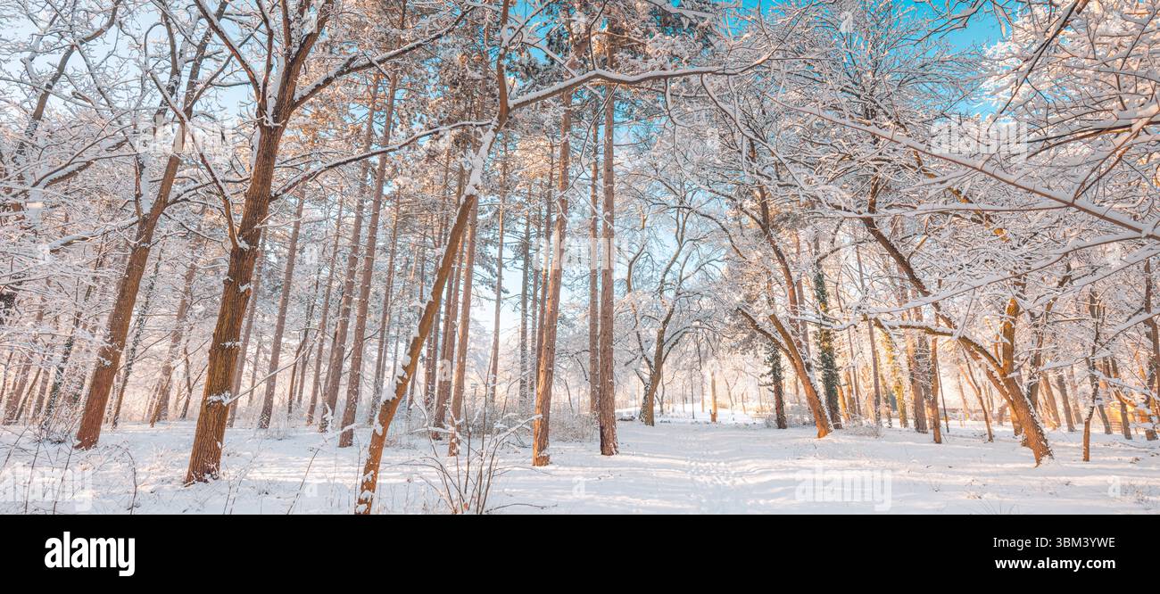 Majestätisches Winterpanorama mit warmem Sonnenlicht, schneebedecktem Waldweg Pfad ruhige Freiluft-Erholungsszene inspirierender künstlerischer saisonaler Hintergrund Stockfoto