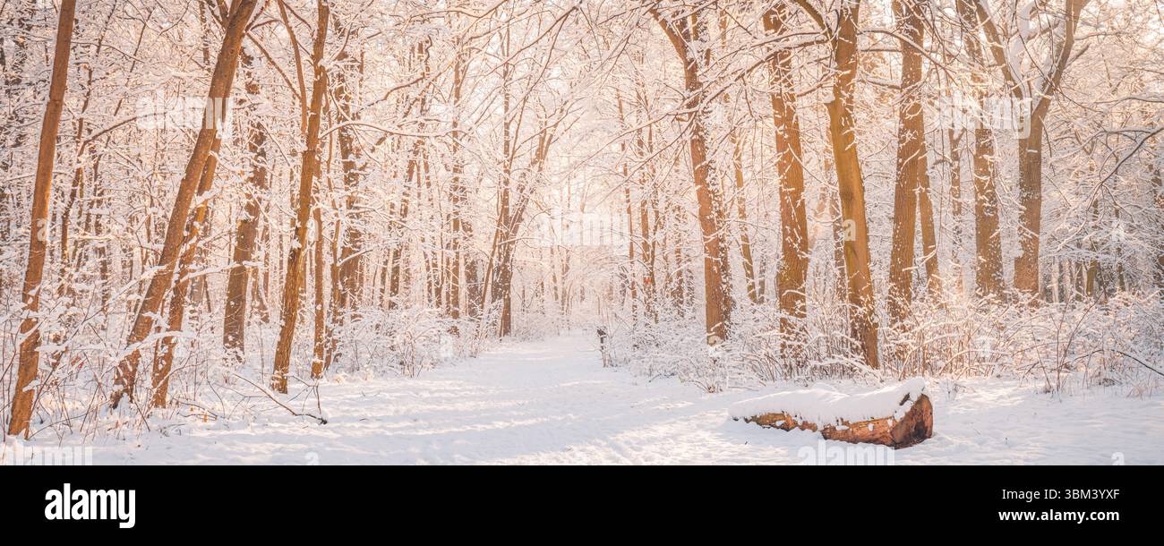 Majestätisches Winterpanorama mit warmem Sonnenlicht, schneebedecktem Waldweg Pfad ruhige Freiluft-Erholungsszene inspirierender künstlerischer saisonaler Hintergrund Stockfoto