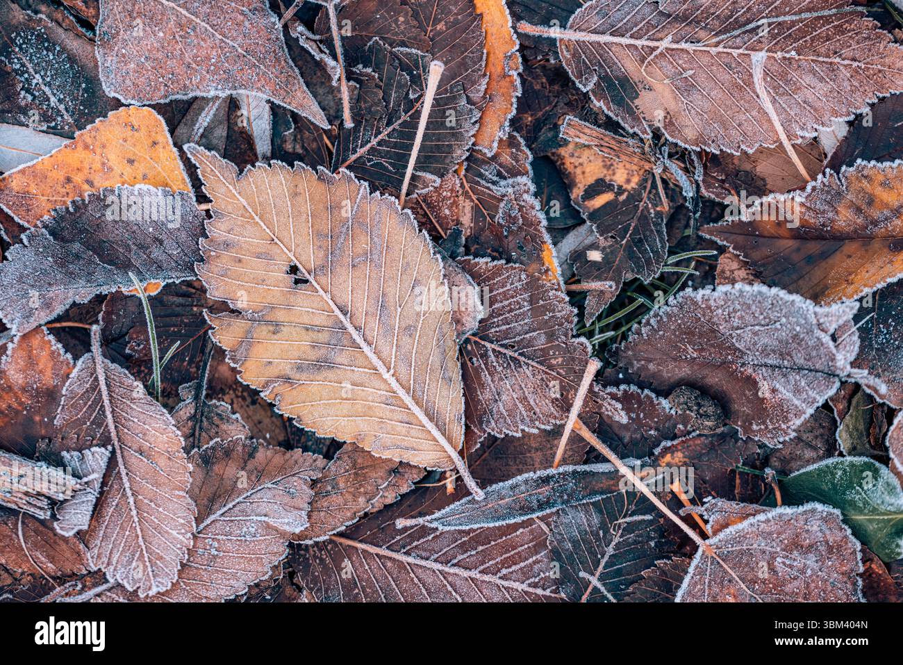 Ruhige jahreszeitliche Natur Nahaufnahme gefrorener Herbstblätter, frostige Textur, ruhiger künstlerischer natürlicher Hintergrund friedliches Herbstlaub Detail. Winterliche Härte Stockfoto