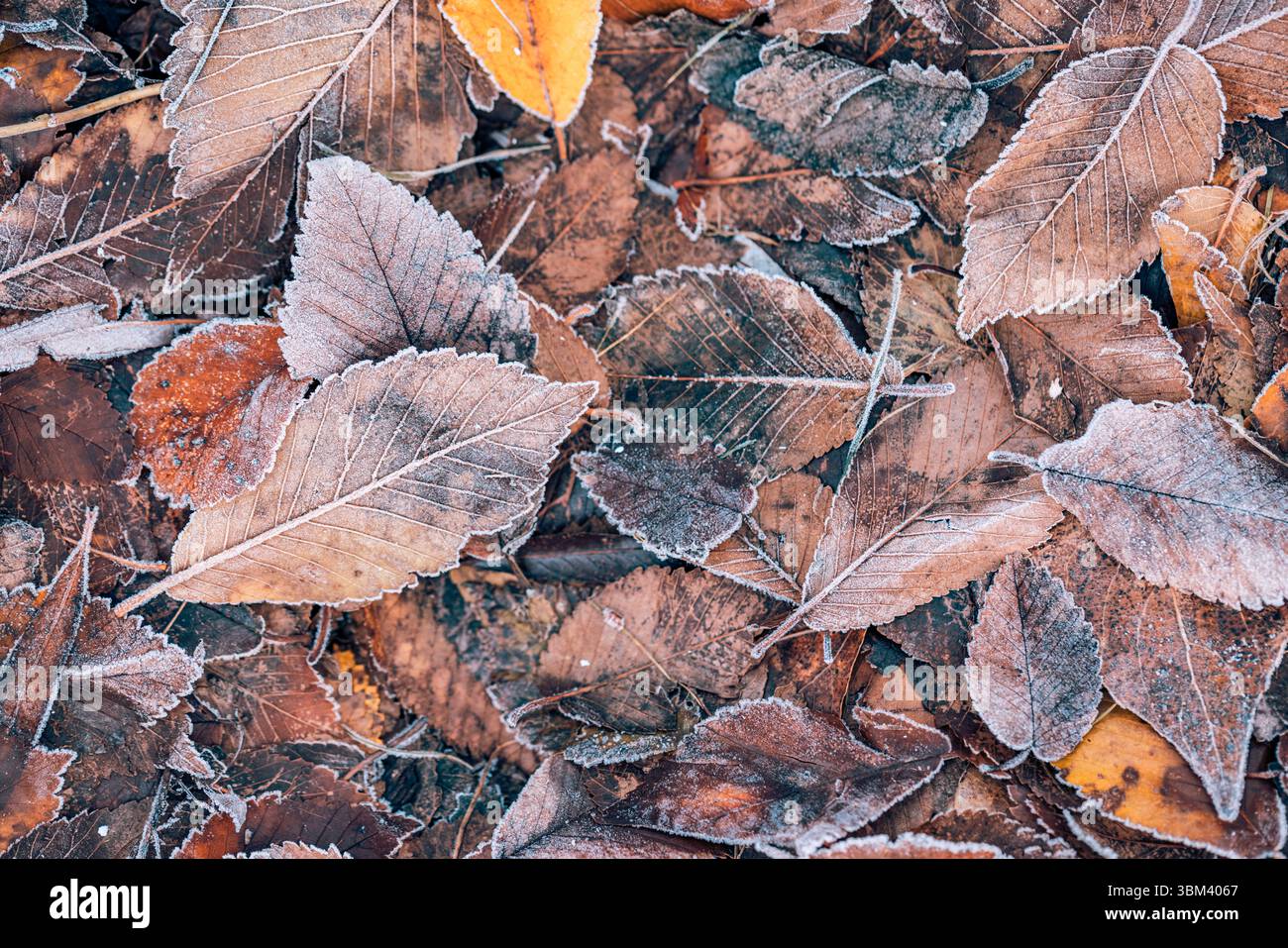Ruhige jahreszeitliche Natur Nahaufnahme gefrorener Herbstblätter, frostige Textur, ruhiger künstlerischer natürlicher Hintergrund friedliches Herbstlaub Detail. Winterliche Härte Stockfoto
