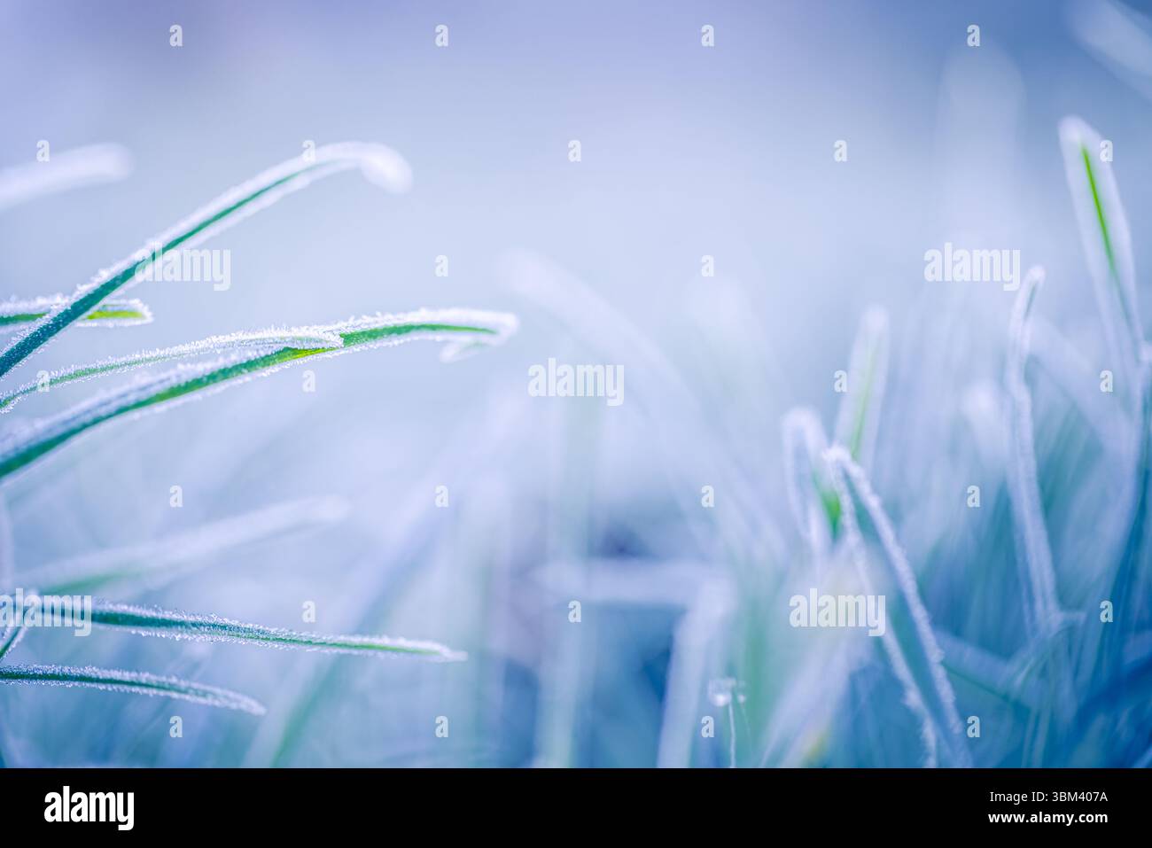 Schöne künstlerische Morgenfrost auf grünem Gras Nahaufnahme Natur Herbst Winter saisonale Landschaft funkelndes Sonnenlicht kalte Outdoor abstrakte Hintergrund Stockfoto