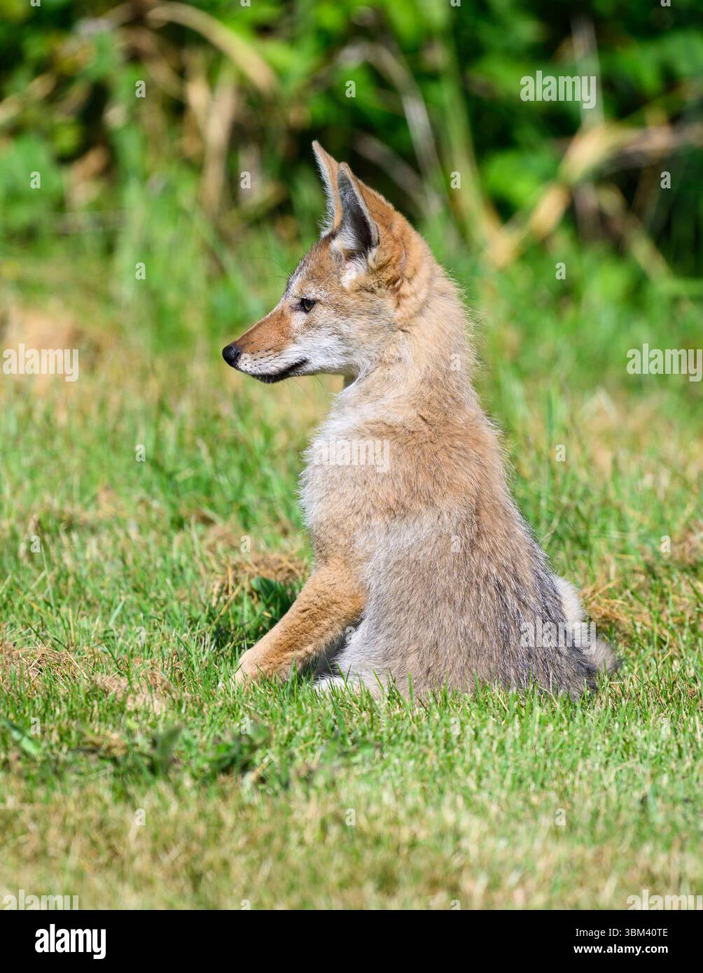 Coyote Canis latrans sitzen im Gras und beobachten aufmerksam Stockfoto
