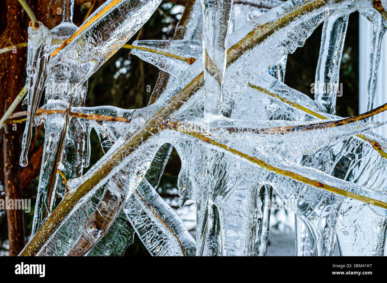 Extreme Nahaufnahme von gemusterten Eiszapfen an Baumästen Stockfoto