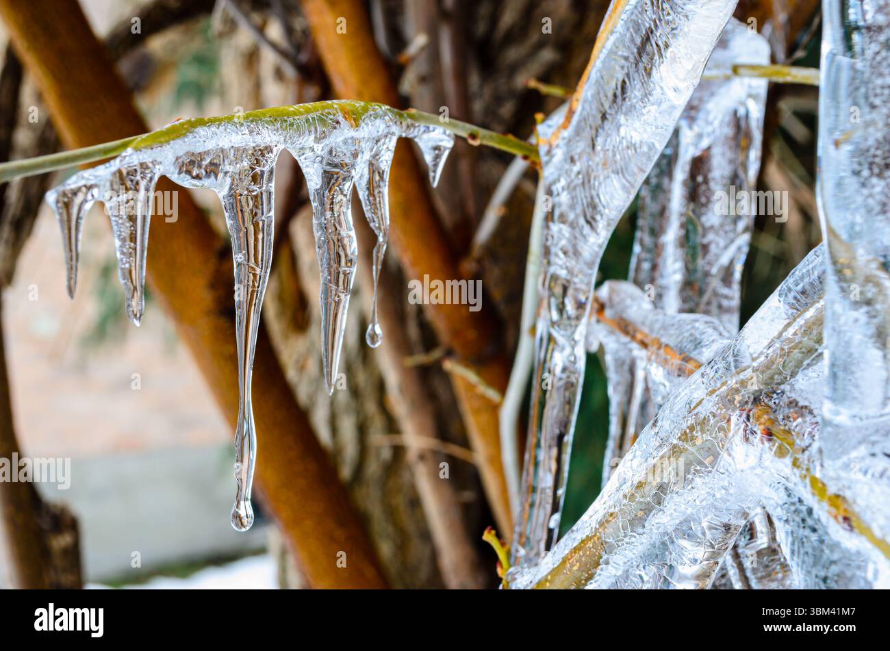 Selektive Fokusnähe von tropfenden Eiszapfen auf einem Maulbeerzweig Stockfoto