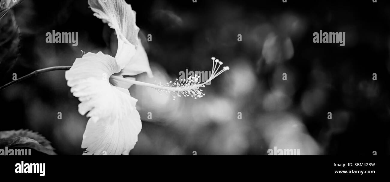 Fantastisches Hibiskus-Makro in Schwarz-weiß, atemberaubende exotische tropische Blume Nahaufnahme abstrakte Naturmuster künstlerische florale Hintergrund dramatische Kunst Stockfoto