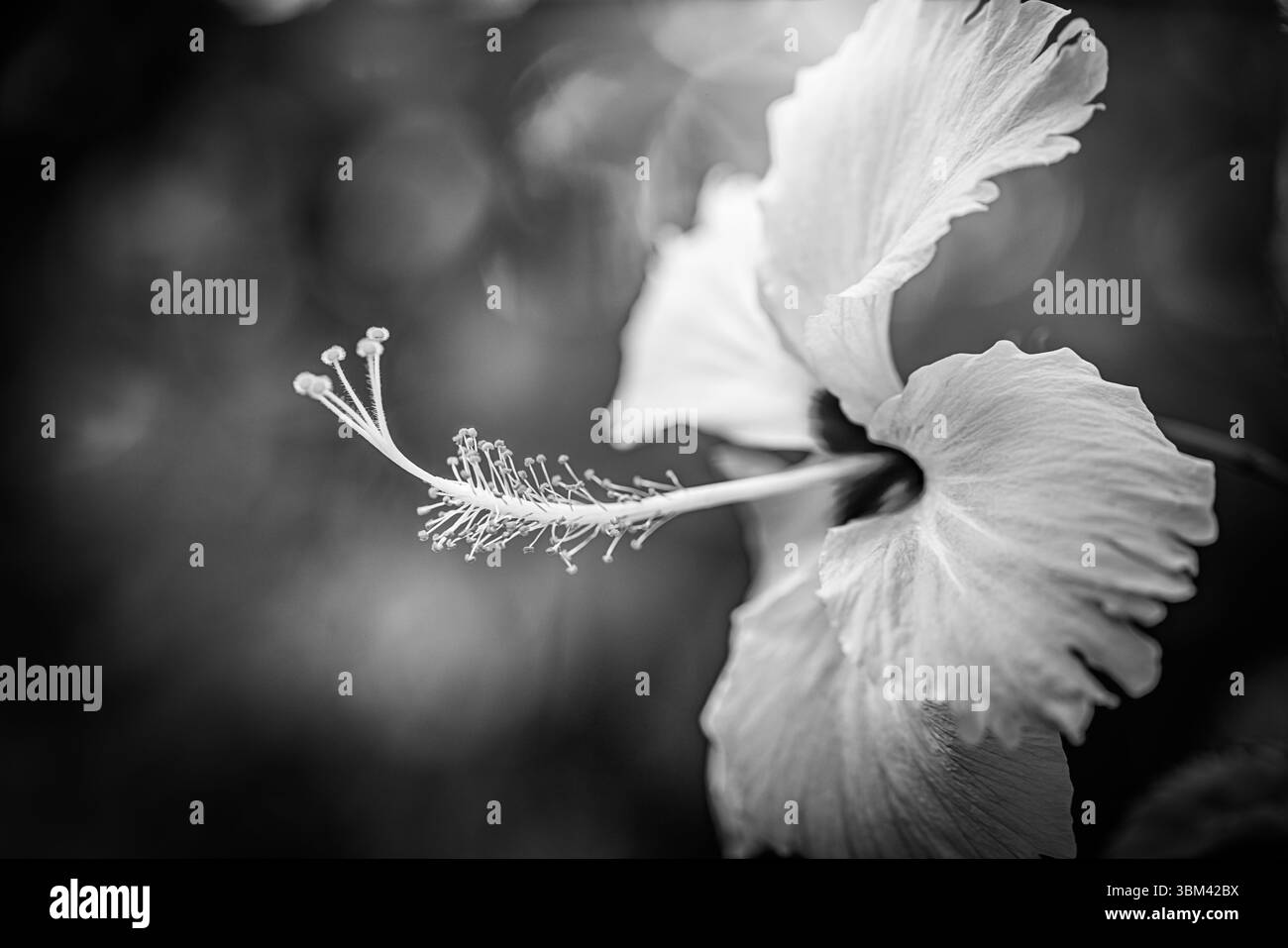 Fantastisches Hibiskus-Makro in Schwarz-weiß, atemberaubende exotische tropische Blume Nahaufnahme abstrakte Naturmuster künstlerische florale Hintergrund dramatische Kunst Stockfoto