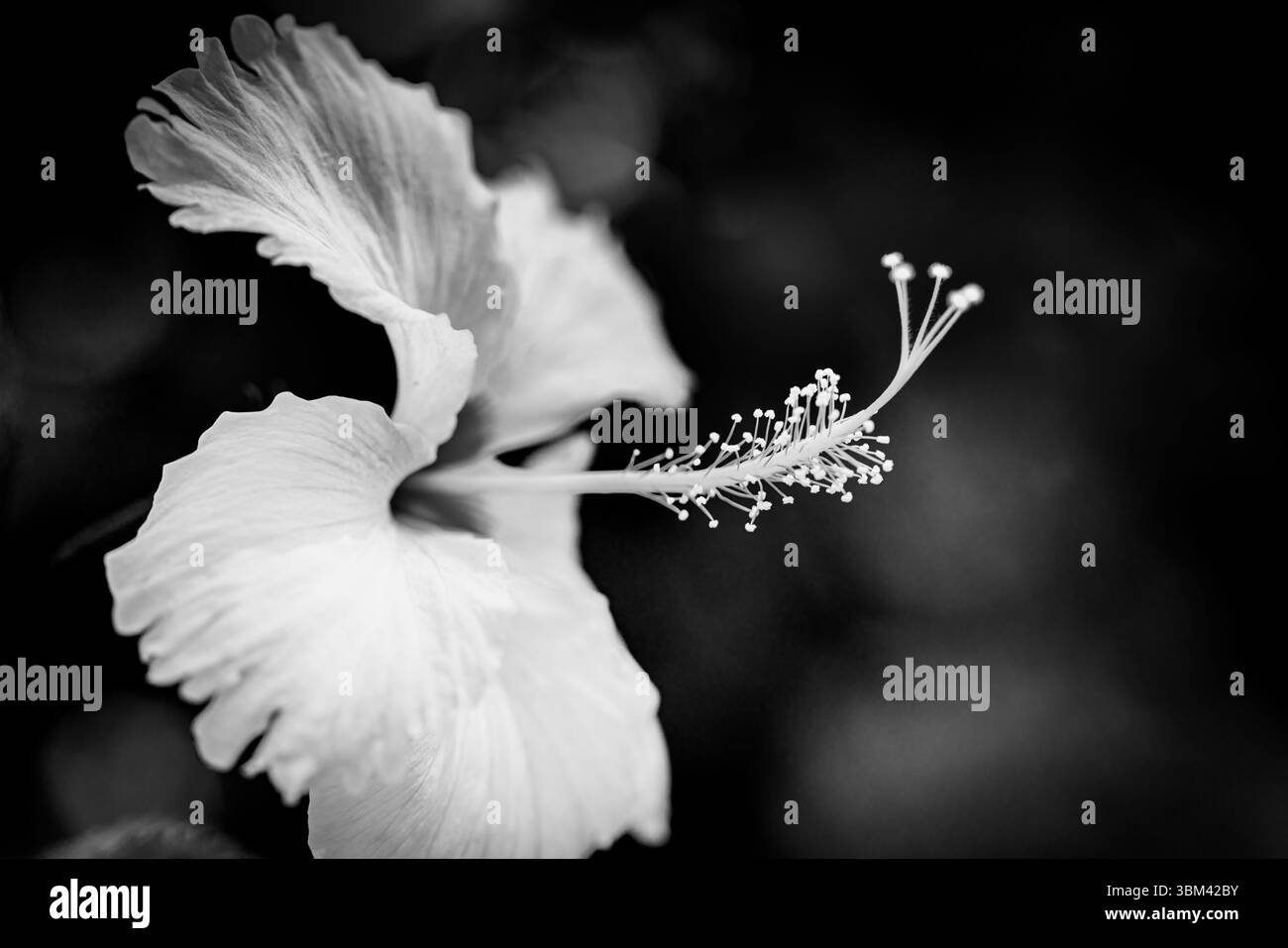 Fantastisches Hibiskus-Makro in Schwarz-weiß, atemberaubende exotische tropische Blume Nahaufnahme abstrakte Naturmuster künstlerische florale Hintergrund dramatische Kunst Stockfoto