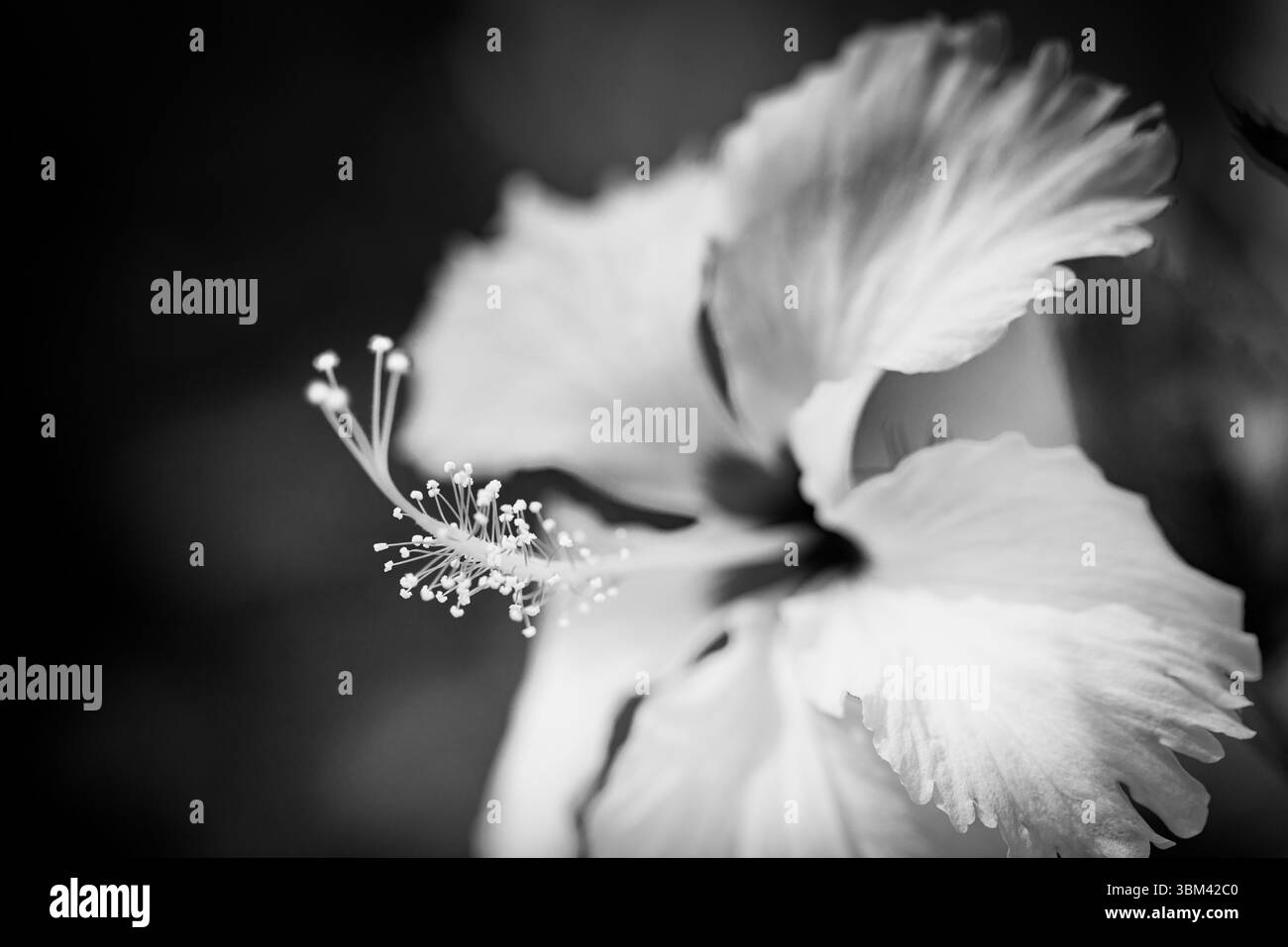 Fantastisches Hibiskus-Makro in Schwarz-weiß, atemberaubende exotische tropische Blume Nahaufnahme abstrakte Naturmuster künstlerische florale Hintergrund dramatische Kunst Stockfoto