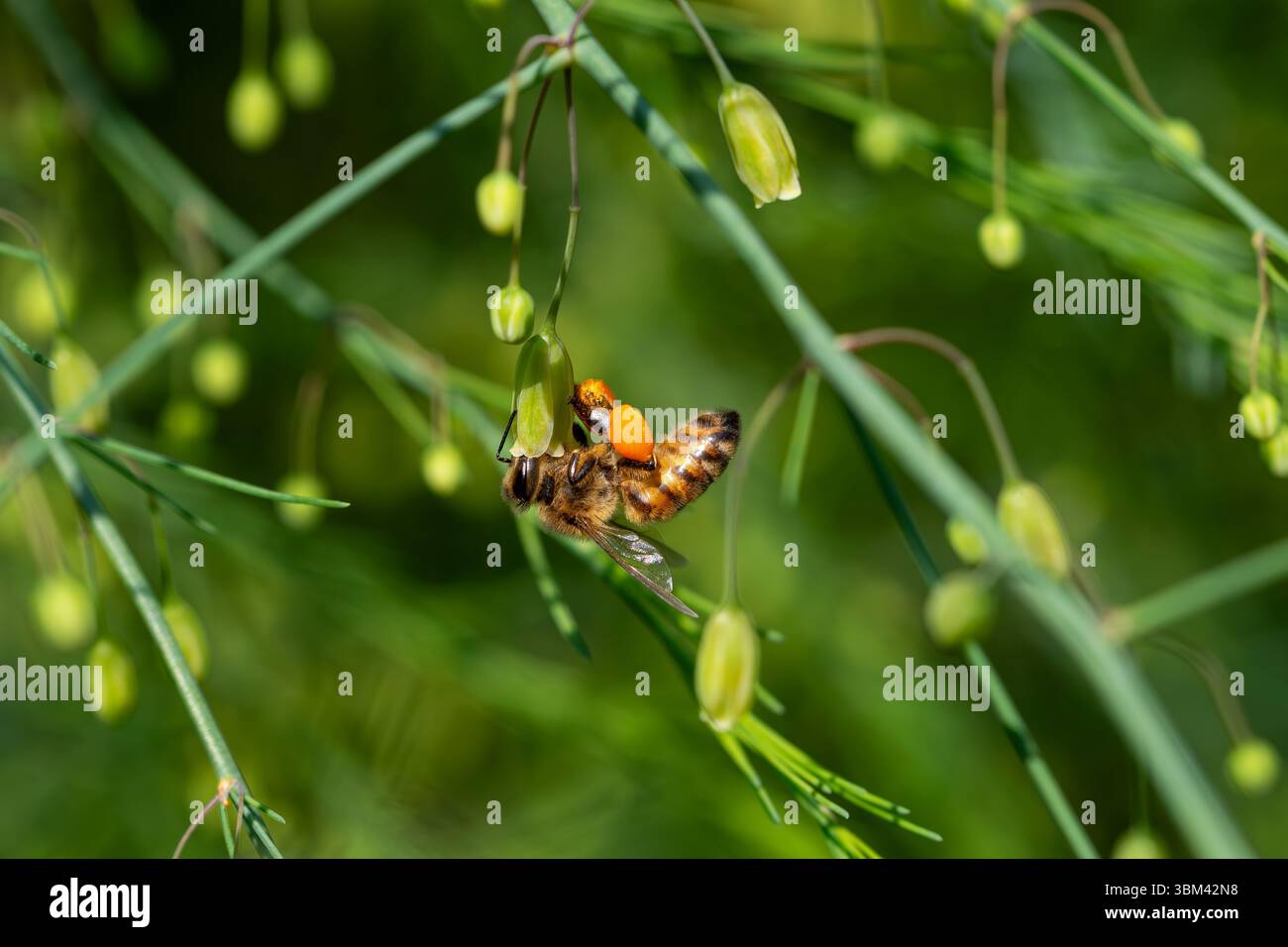 Honigbiene mit Orangenpollensäcken auf Spargelblüte. Sie wurden für die Honigproduktion und die Bestäubung von Pflanzen domestiziert. Stockfoto