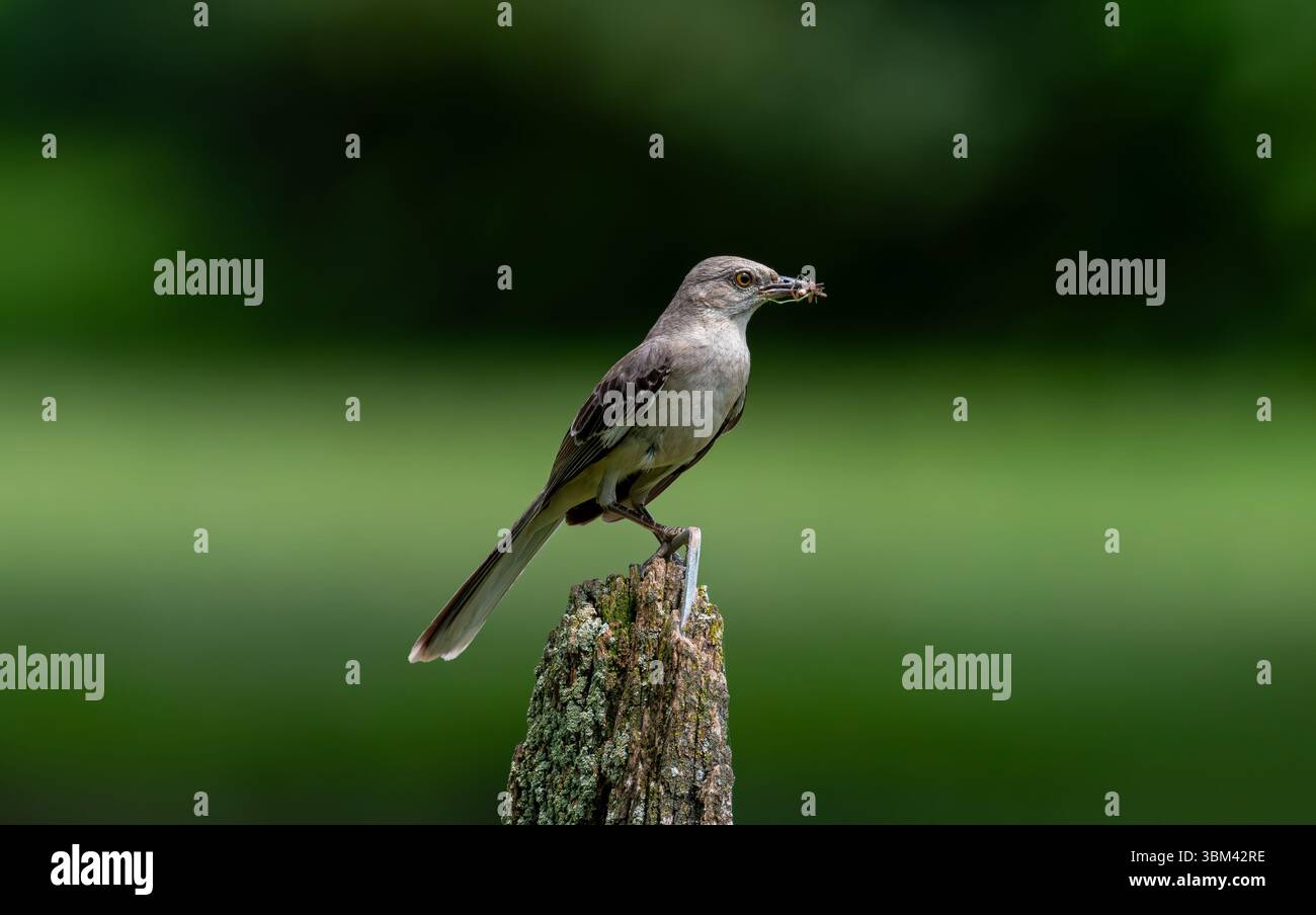Nördlicher Spottvogel auf der Post mit Futter für junge Menschen. Sie ist häufig und auffällig in Vorstadtlebensräumen und in buschigen Feldern. Er ernährt sich von Insekten und Früchten. Stockfoto