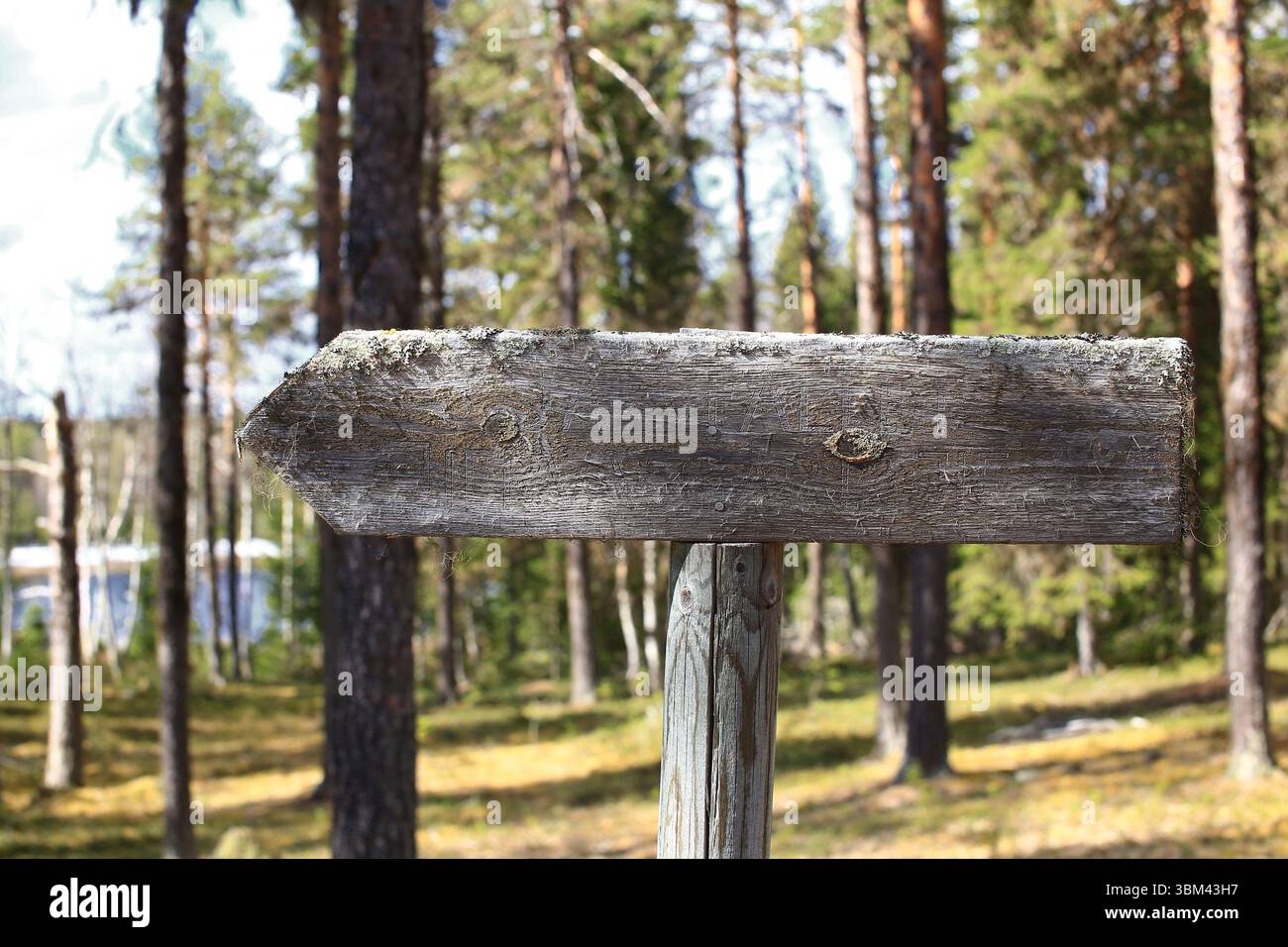 Hölzernes Pfeilschild in sonnendurchflutetem Kiefernwald, umgeben von Moos und hohen Bäumen. Stockfoto