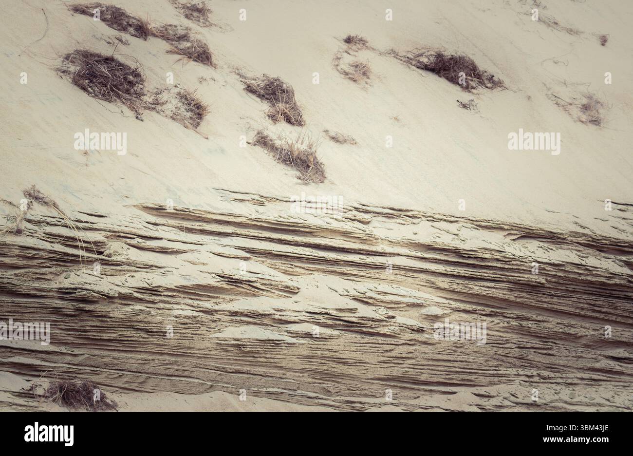 Wind-geformte Sandkräuseln und Grasbüschel auf der Dünenoberfläche schaffen abstrakte natürliche Texturen Stockfoto