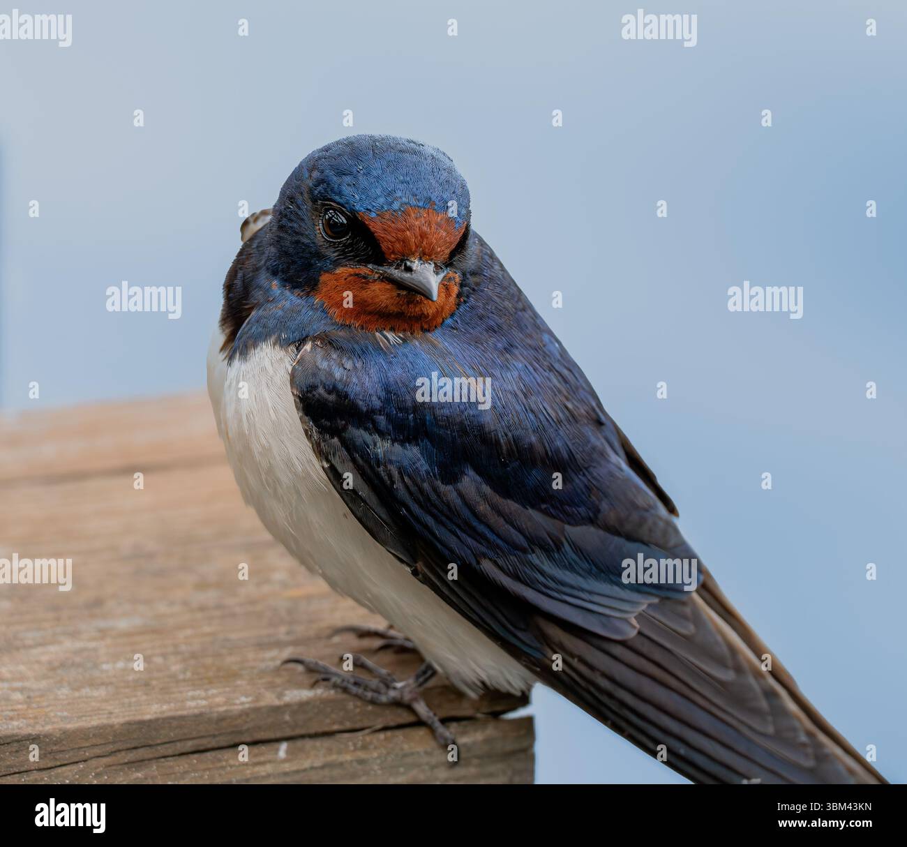 Scheunenschwalbe auf hölzernem Geländer mit orangefarbener Kehle und tiefblauen Hochglanzfedern Stockfoto