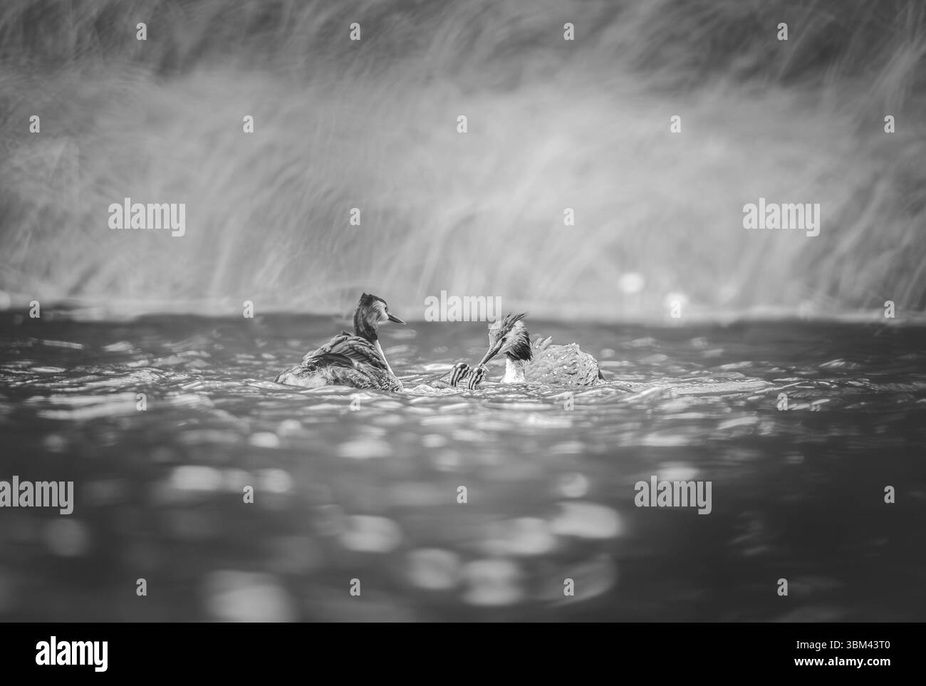 Schwarzweißbild von zwei Enten, die ruhig in weichem Licht schwimmen, mit sanften Wasserreflexionen Stockfoto